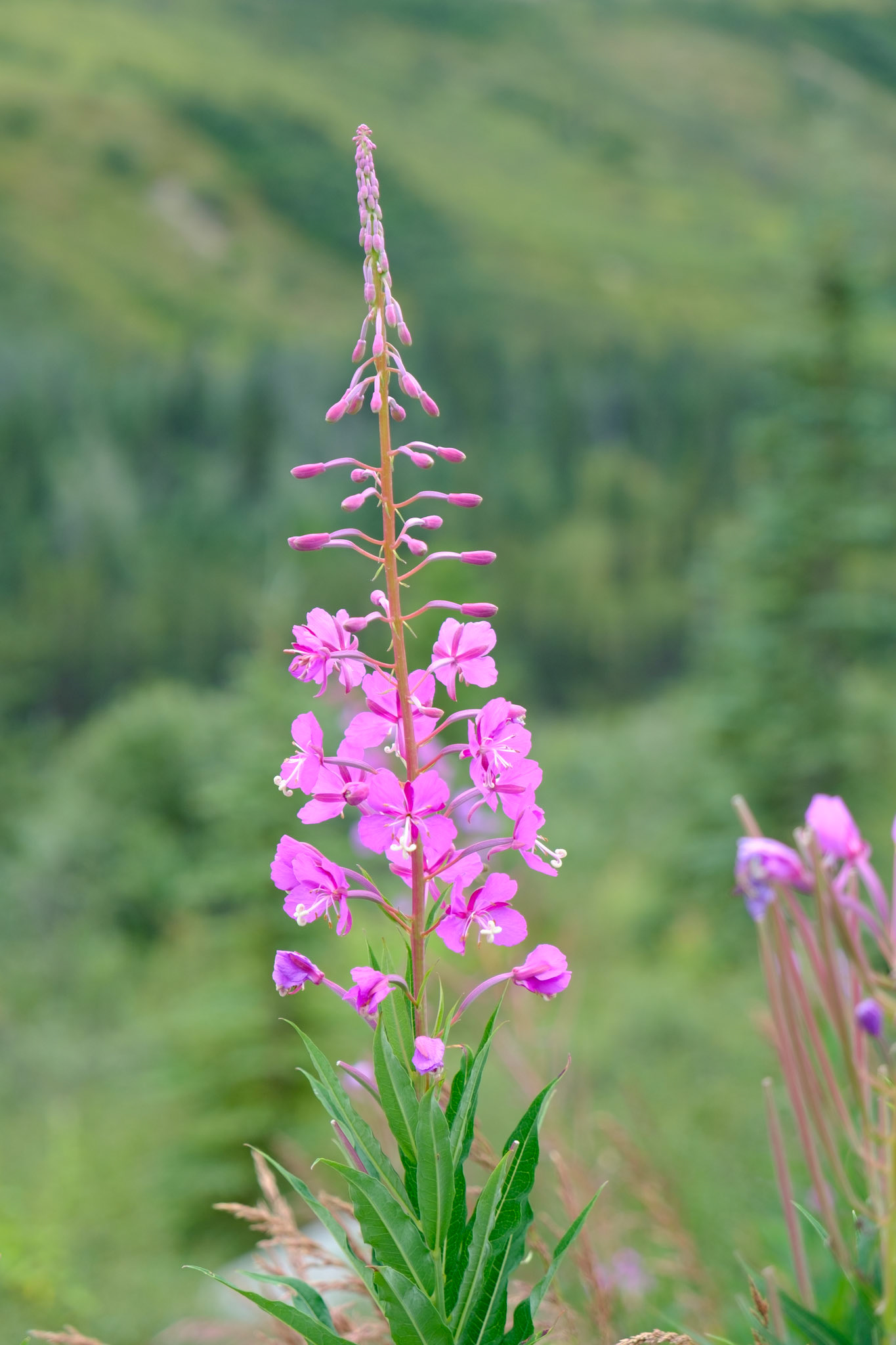 Fireweed
