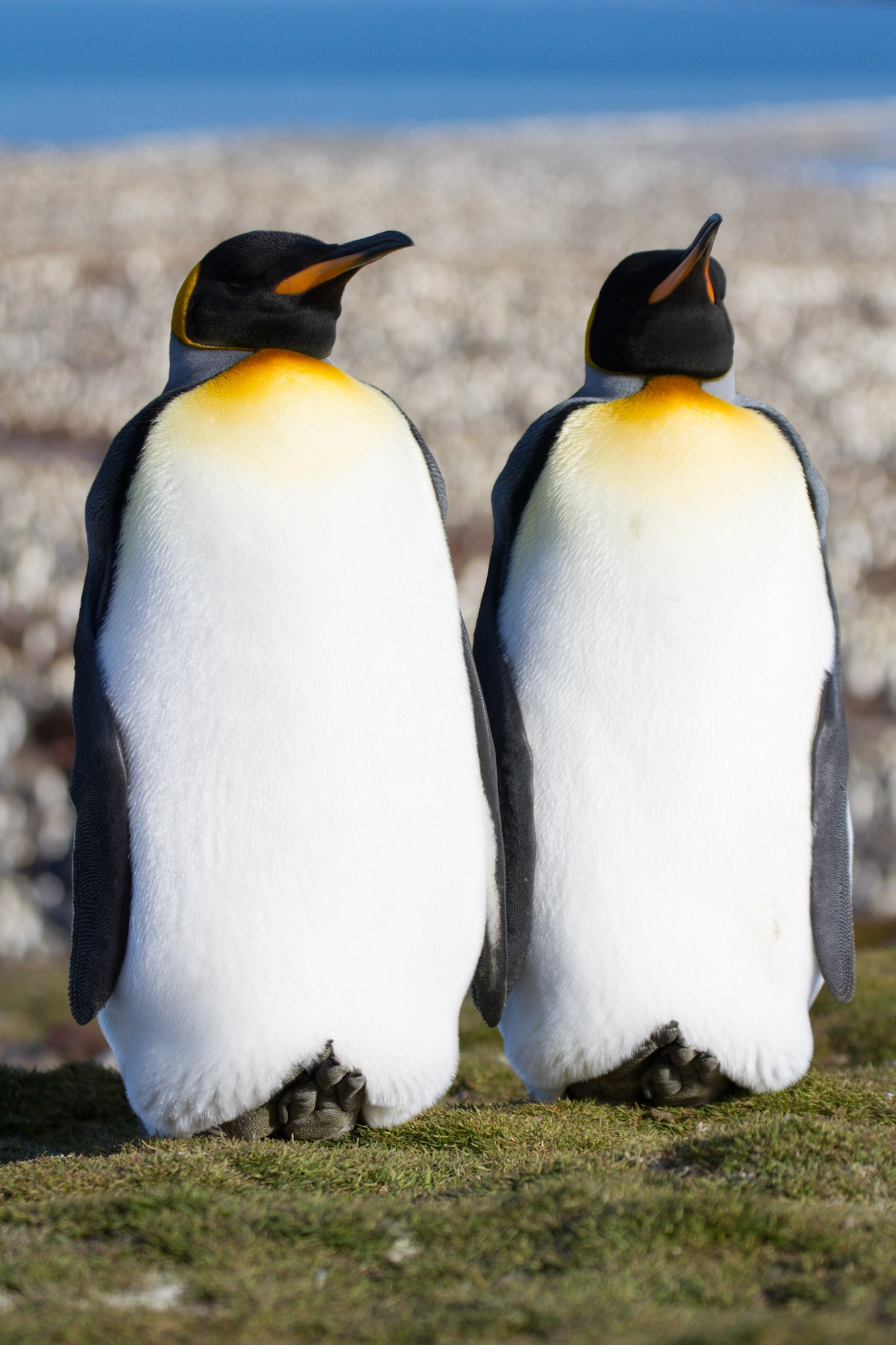 King penguins