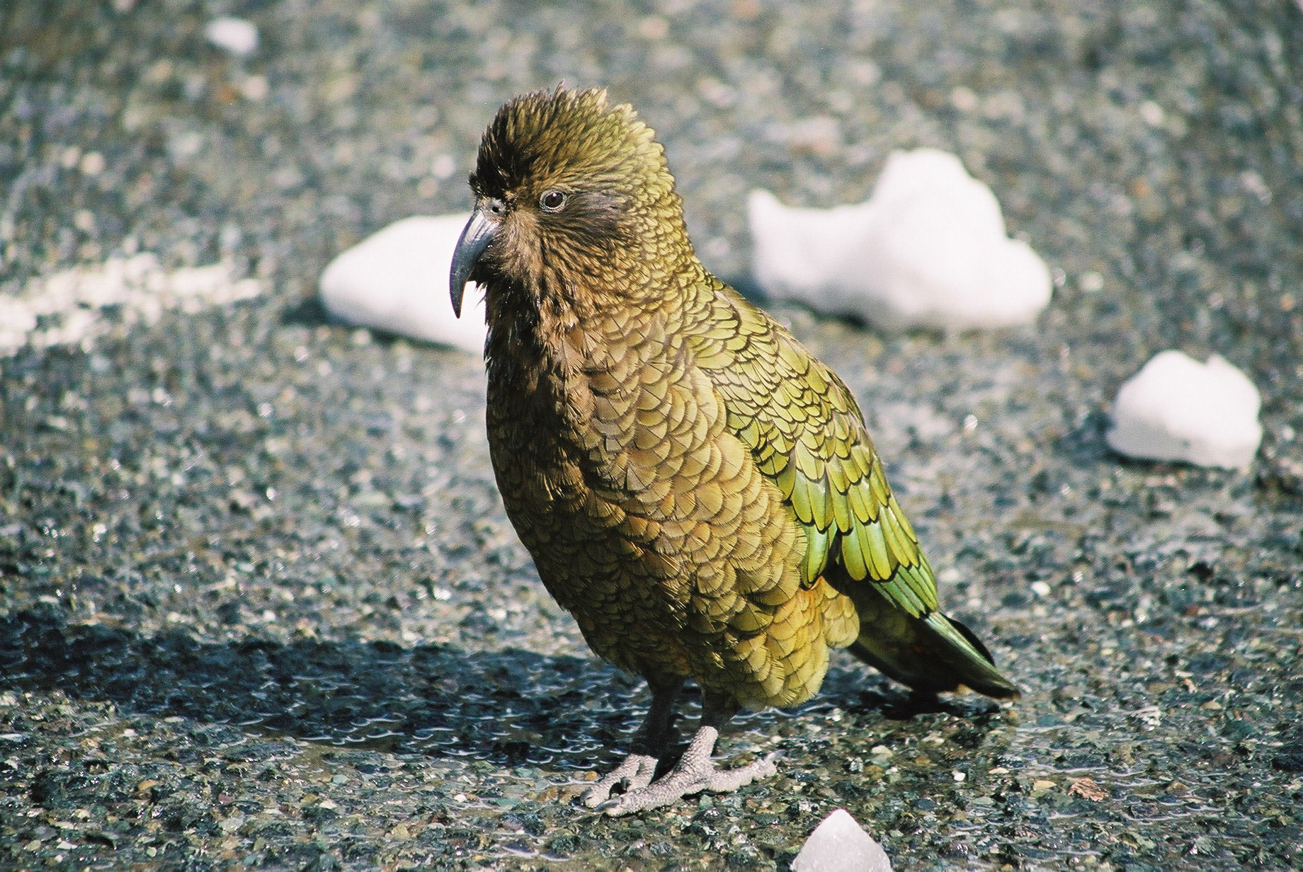 A Kea