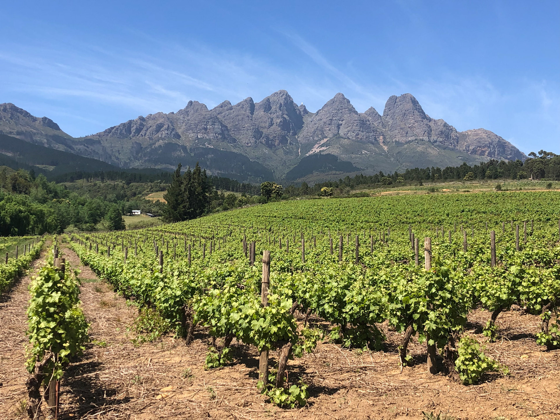 Vineyards along the road to Grand Dedale