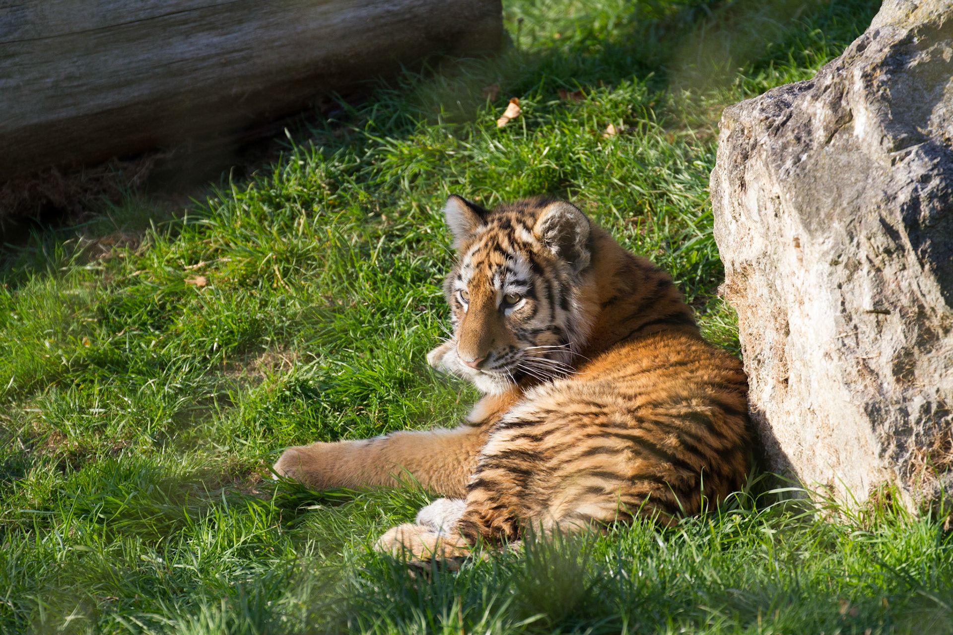 Tiger cub, 5.5 months old