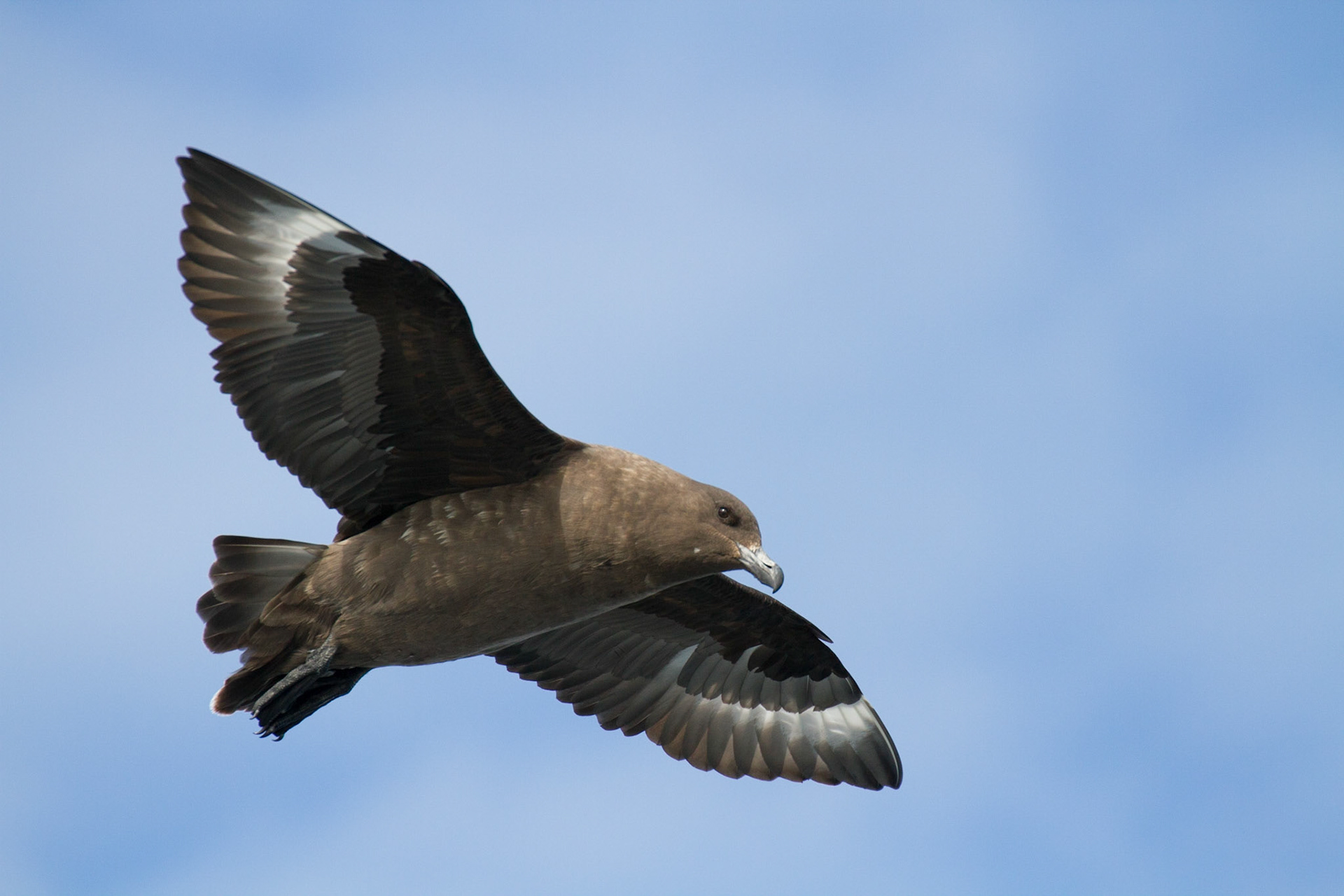 Brown skua