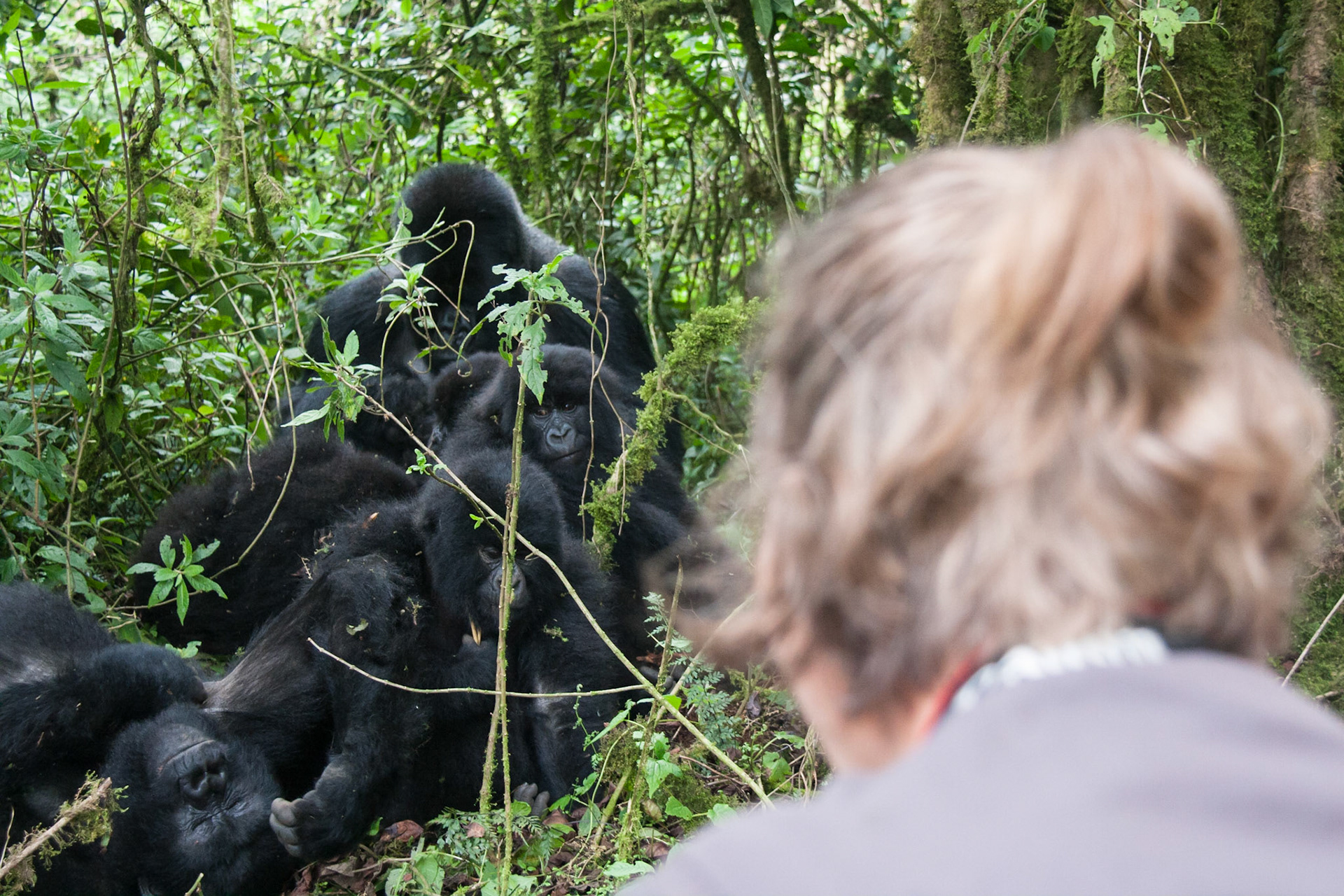 Hirwa group of mountain gorillas