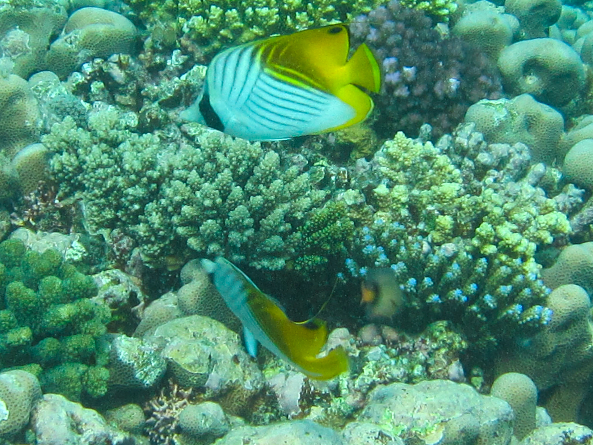 Threadfin butterfly fish