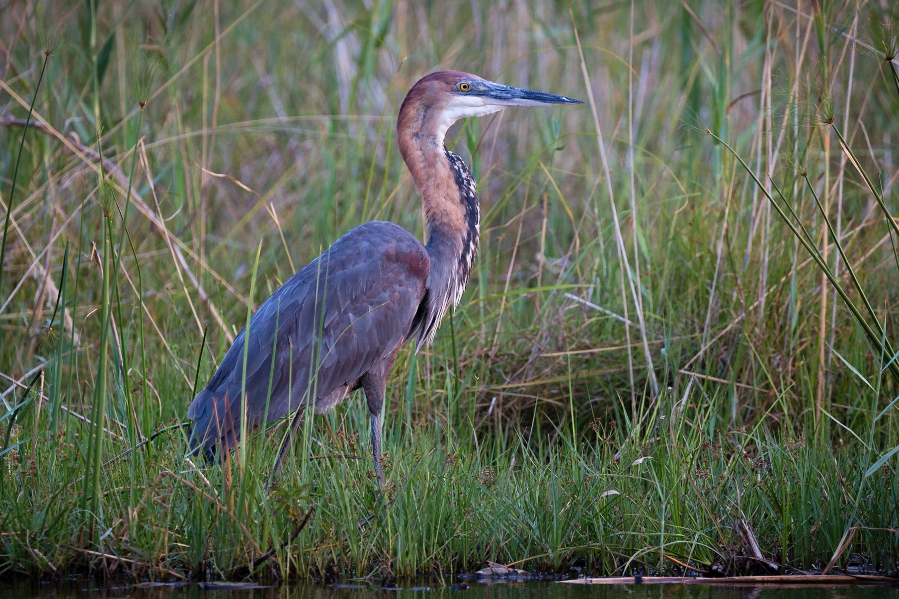 Richard Imes - Botswana portfolio