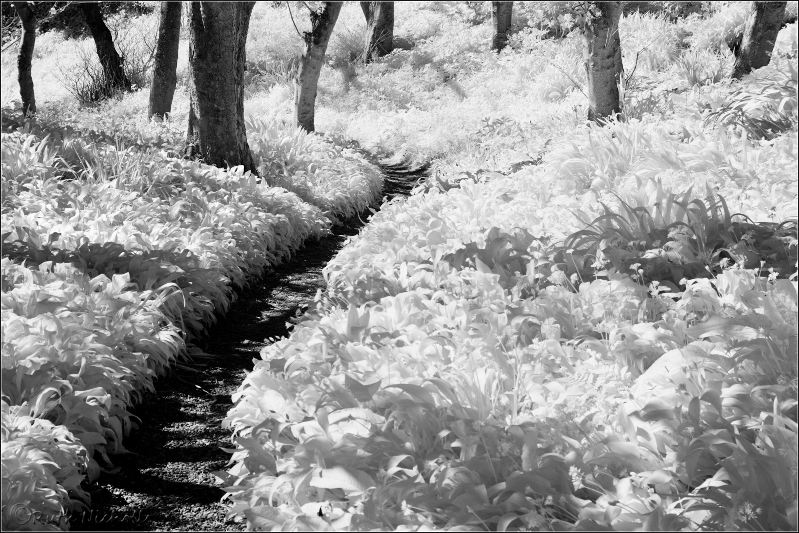 Woodland Path (infra-red)