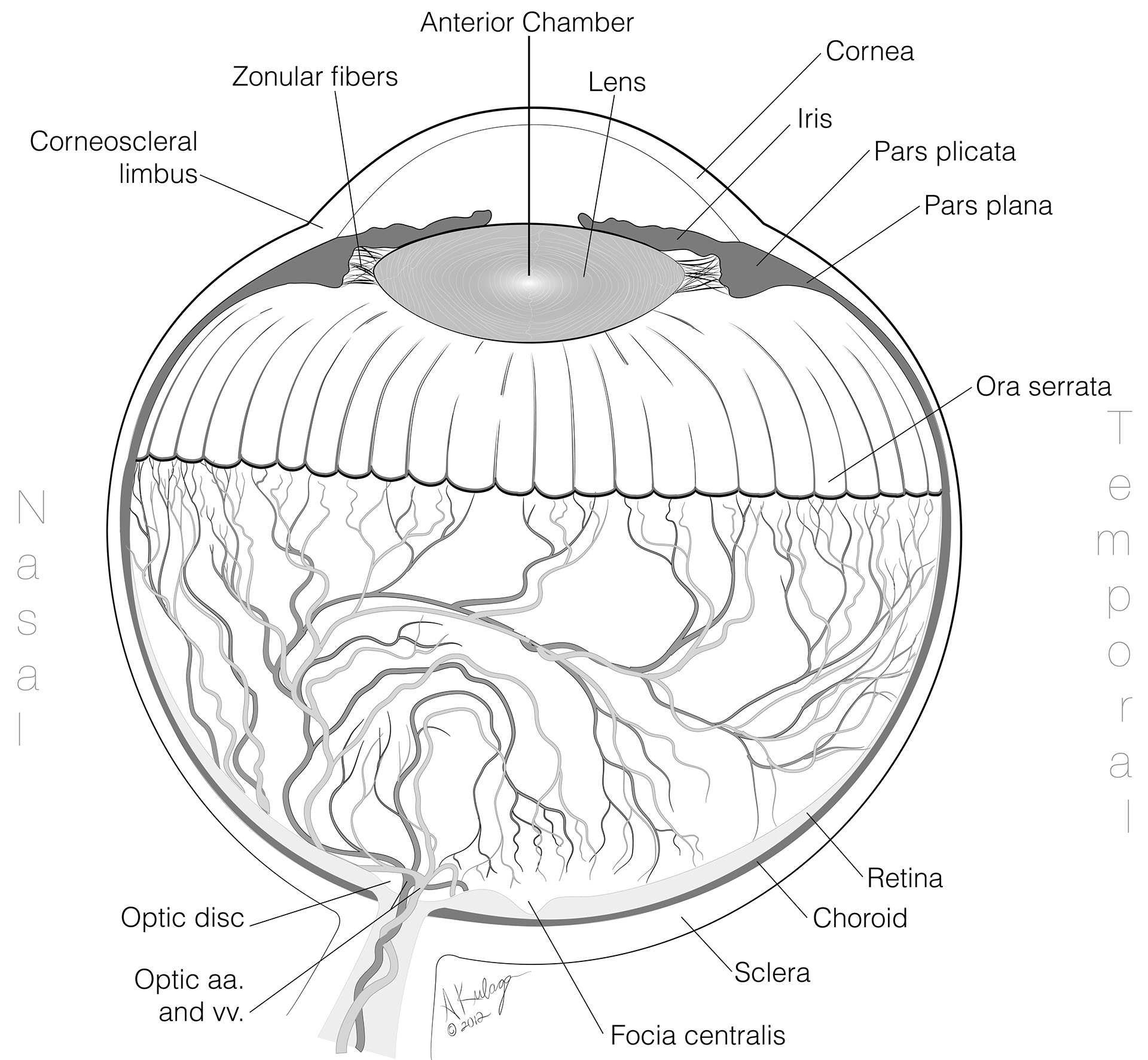 Encephalo Creative Studios - Cross Section Of The Eye