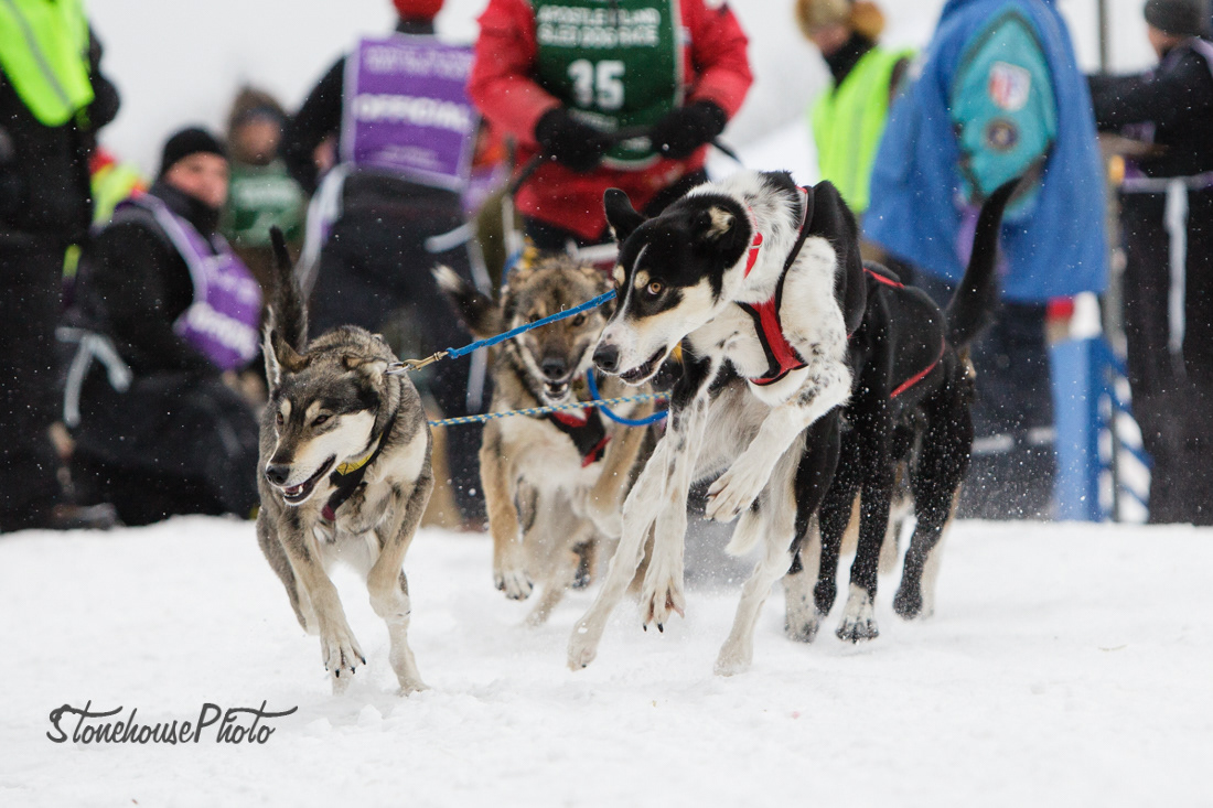 Commercial & Editorial Photography Hannah Stonehouse Hudson Dogs of