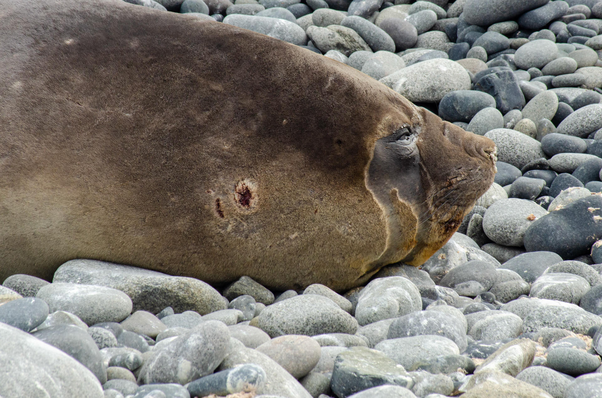 Elephant Seal Sleeping