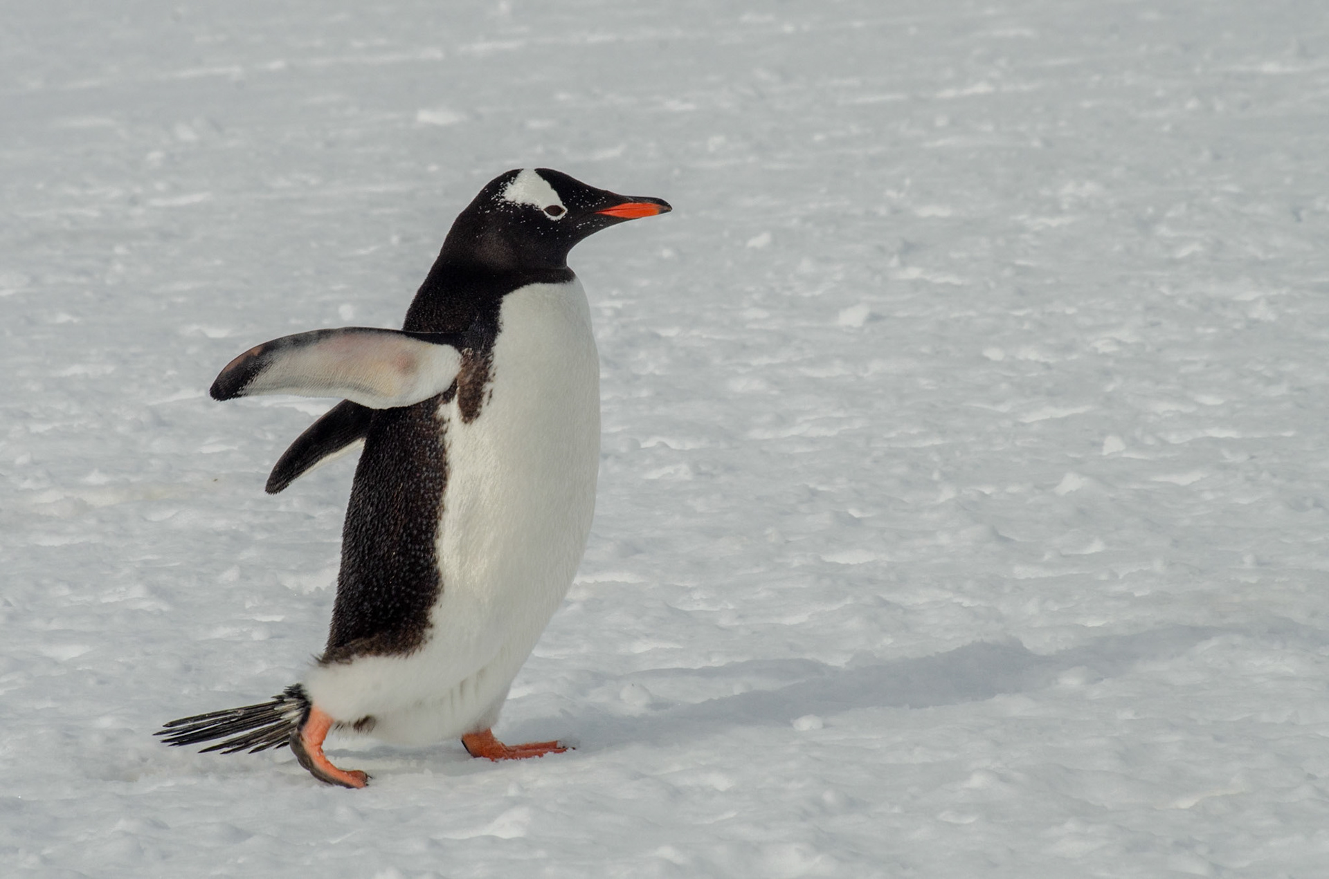 Gentoo Walking