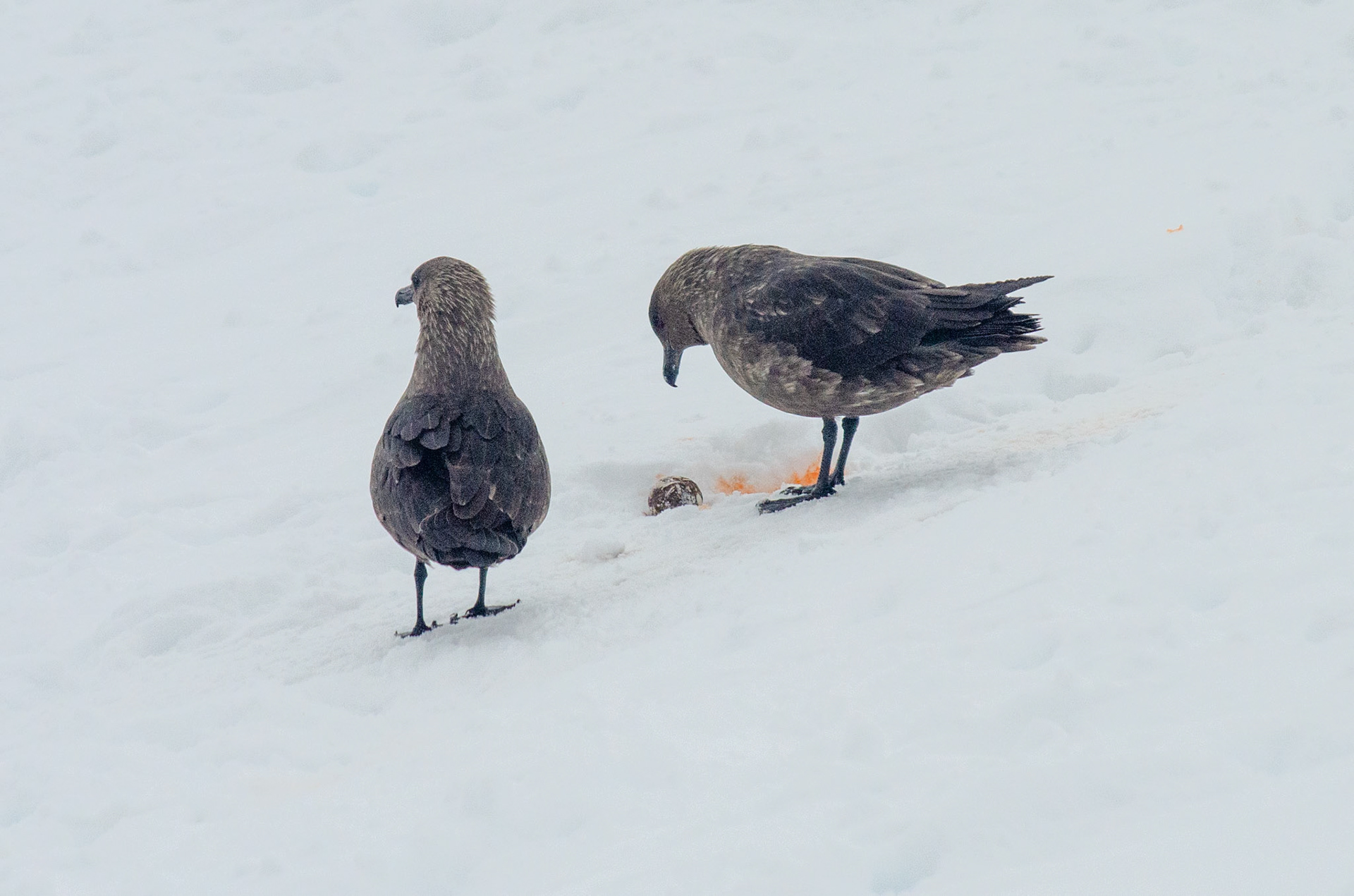 Brown Skuas Eating a Penguin Egg