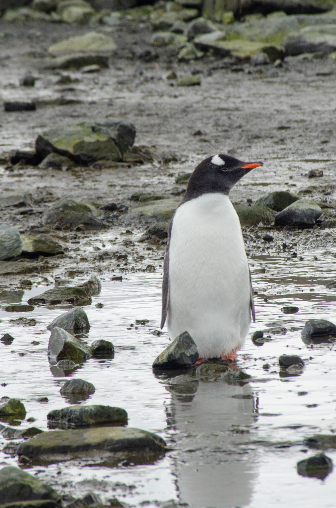 Gentoo at the Beach