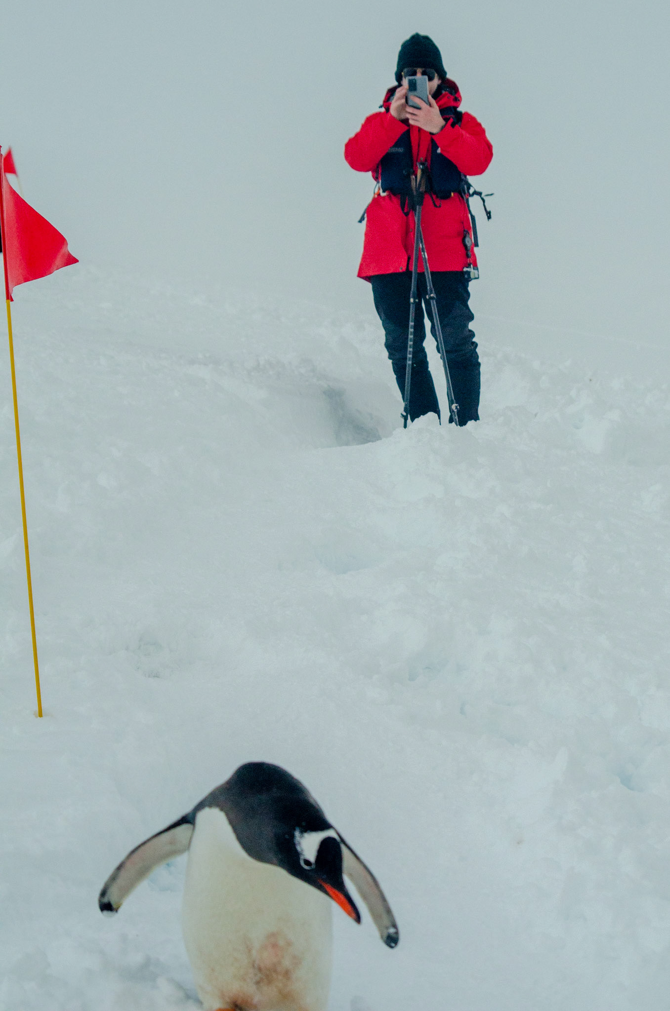 Chris Photographs a Gentoo Penguin