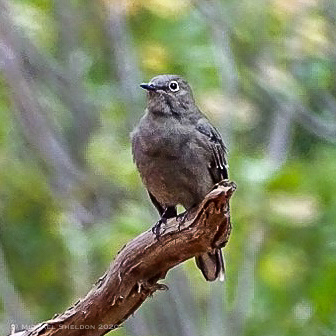 Townsend's Solitaire