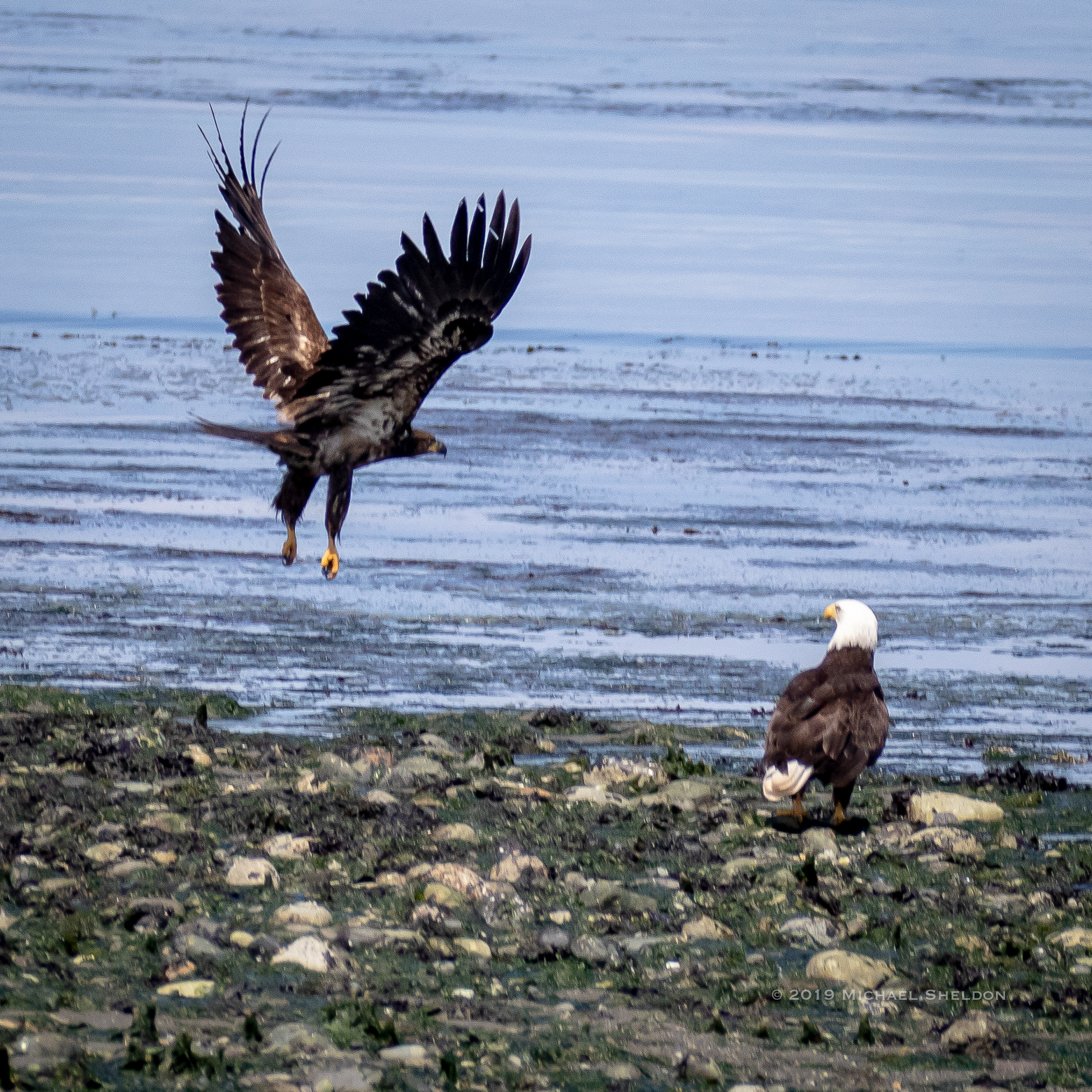 Lots of Eagles, generational conflict