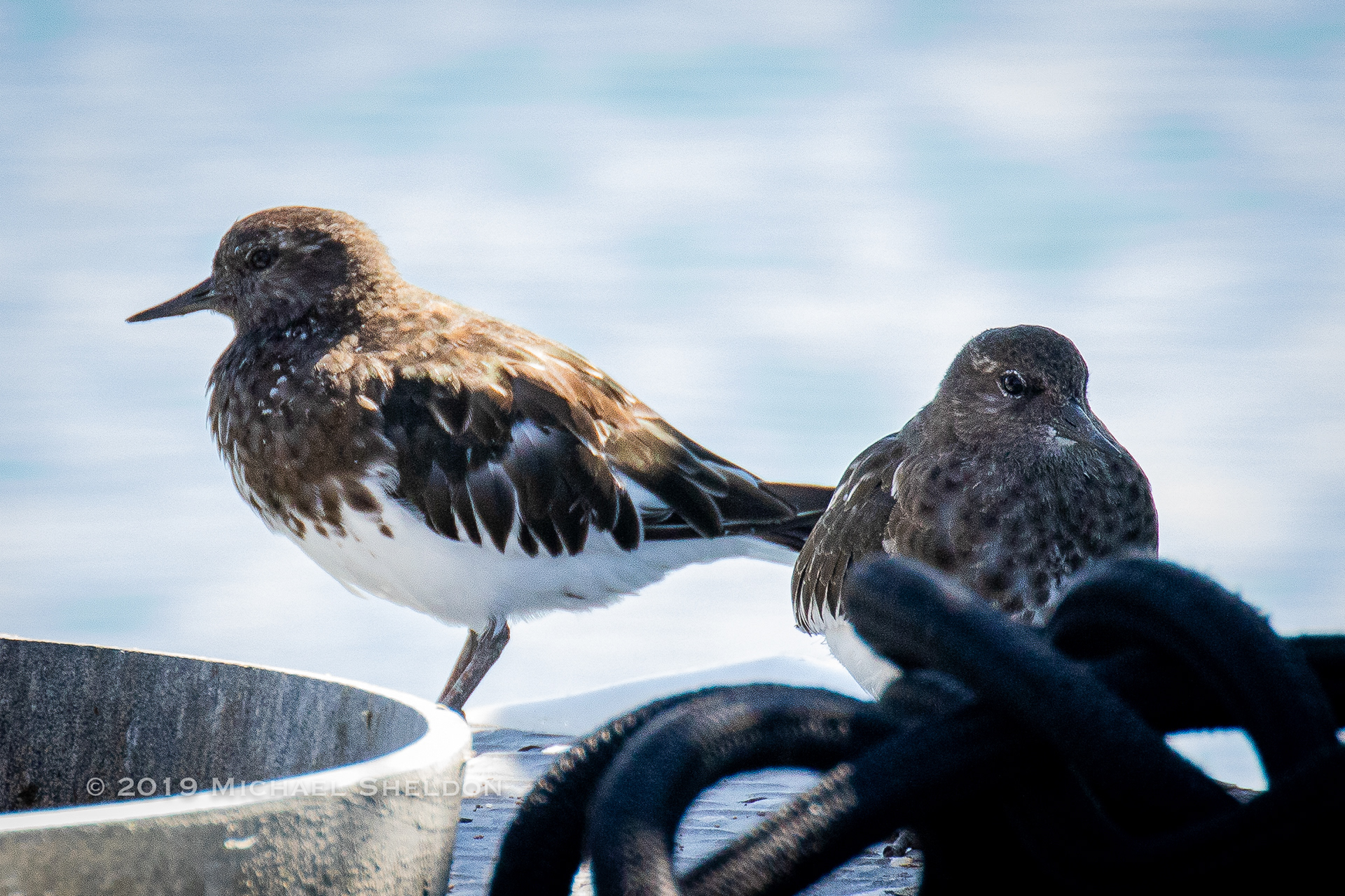 Black Turnstones