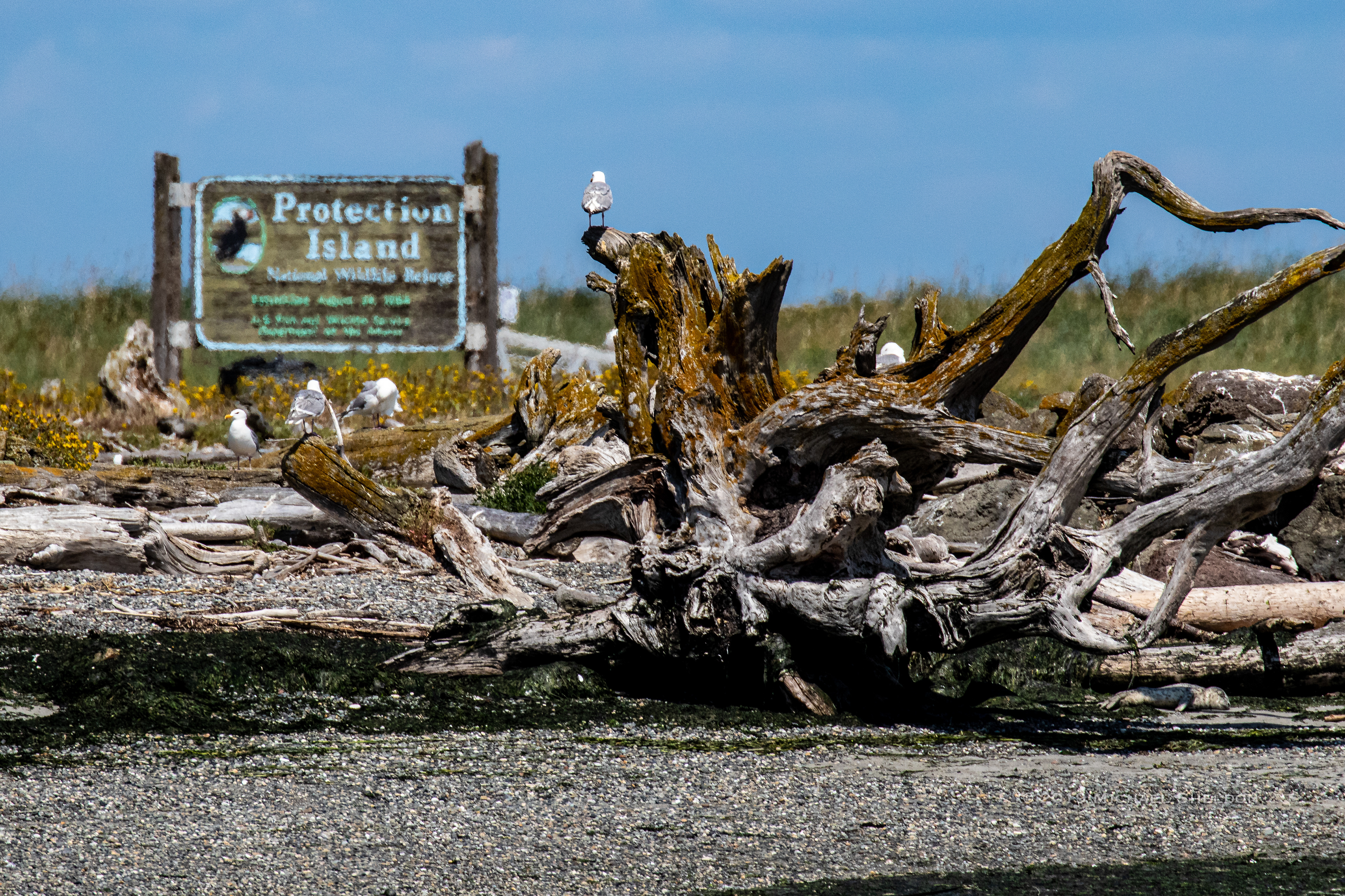 Gulls upset that only Puffins are featured on the Protection Island sign.