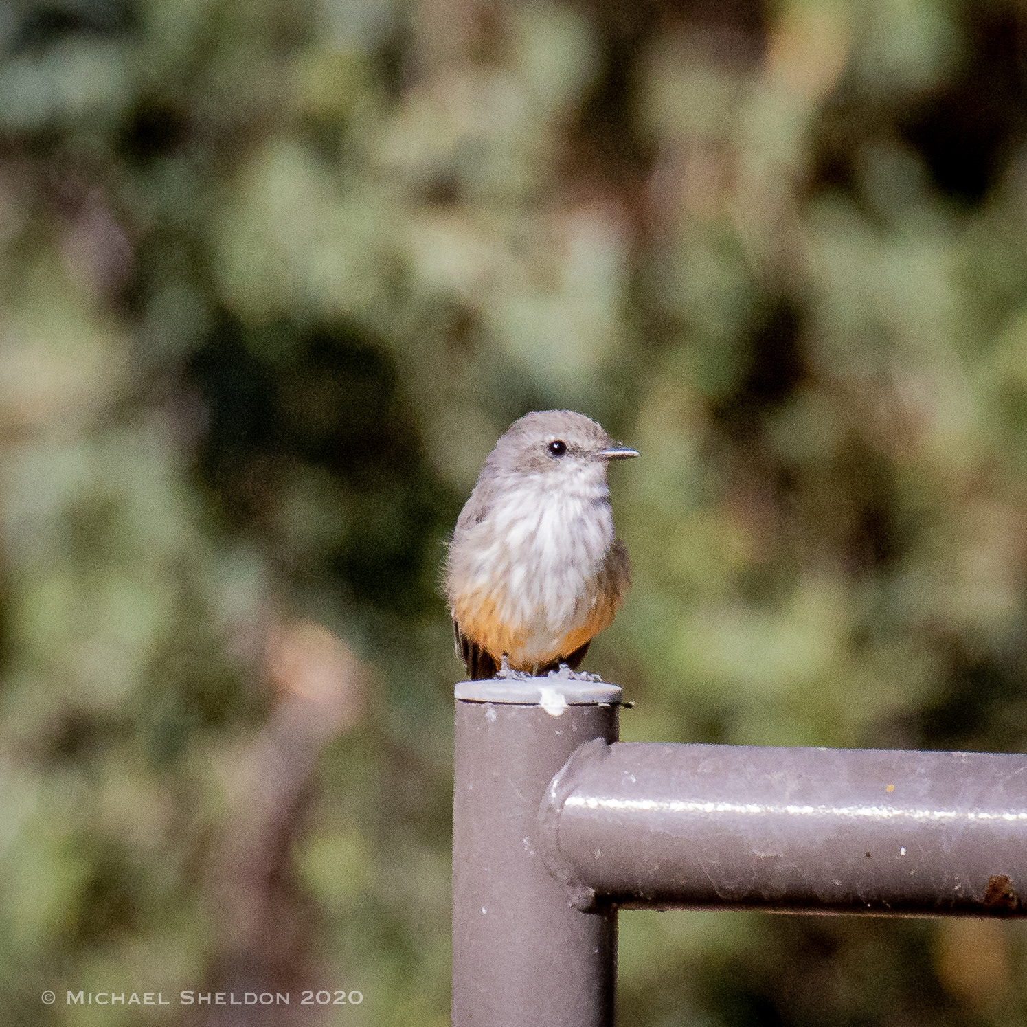 Vermillion Flycatcher-female