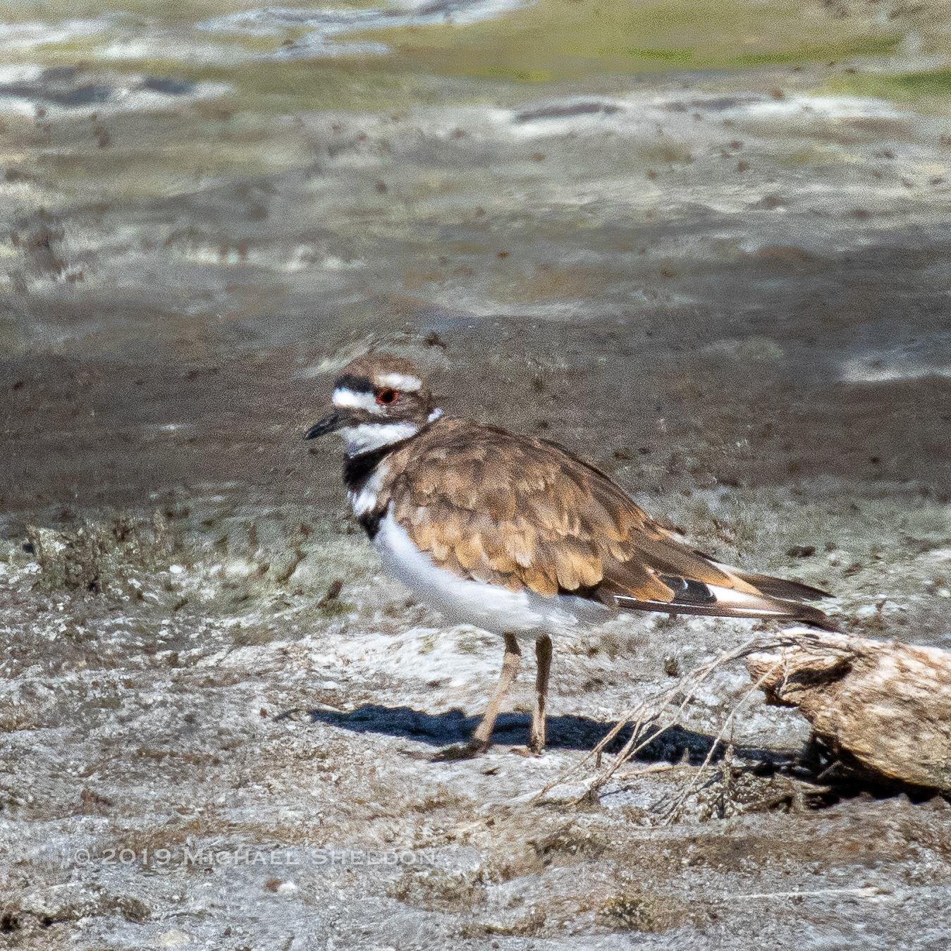 Killdeer