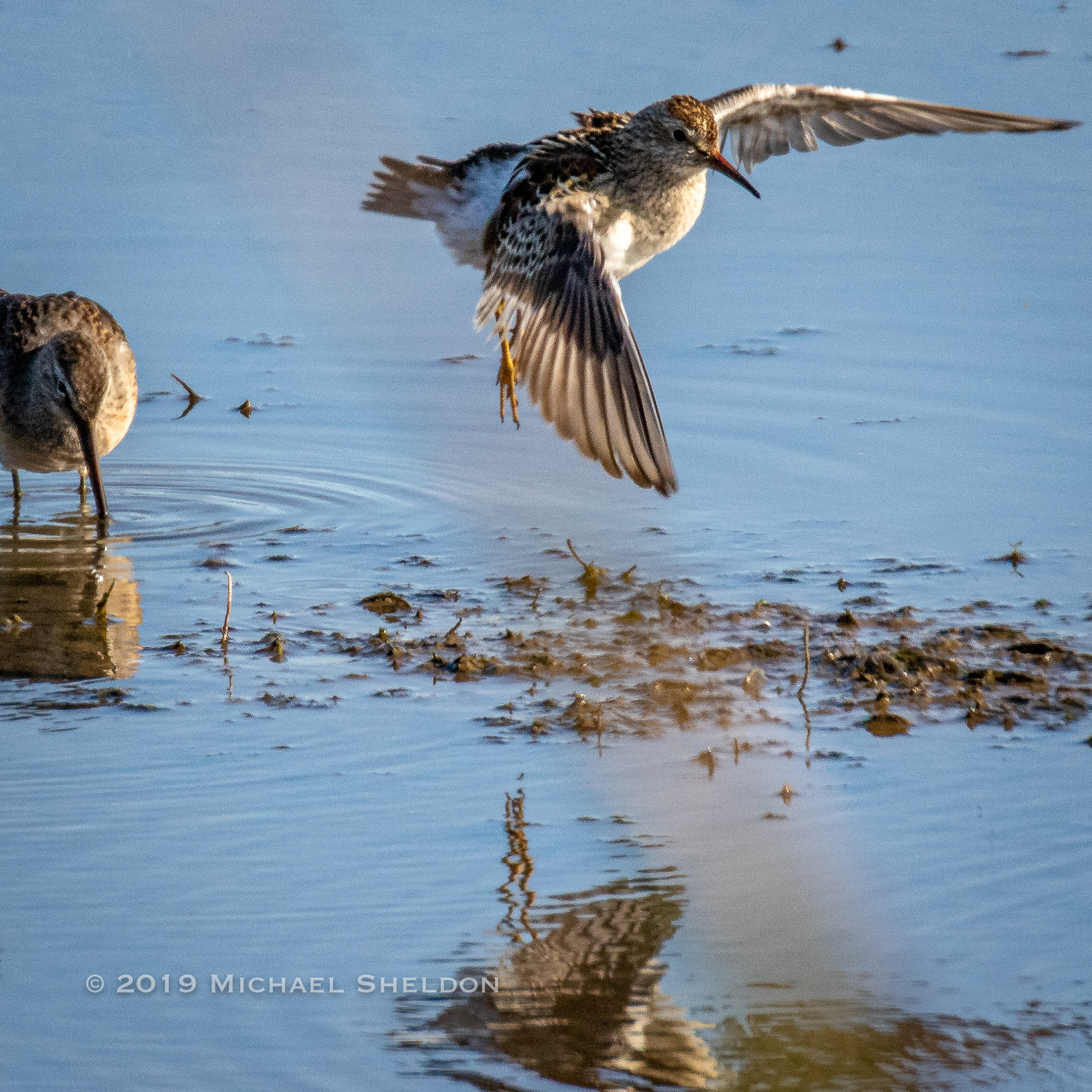 Pectoral Sandpiper