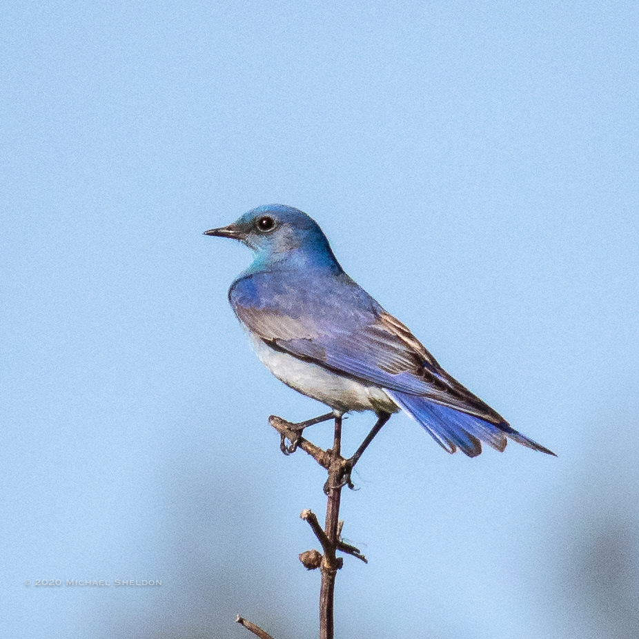 Mountain Bluebird (male)