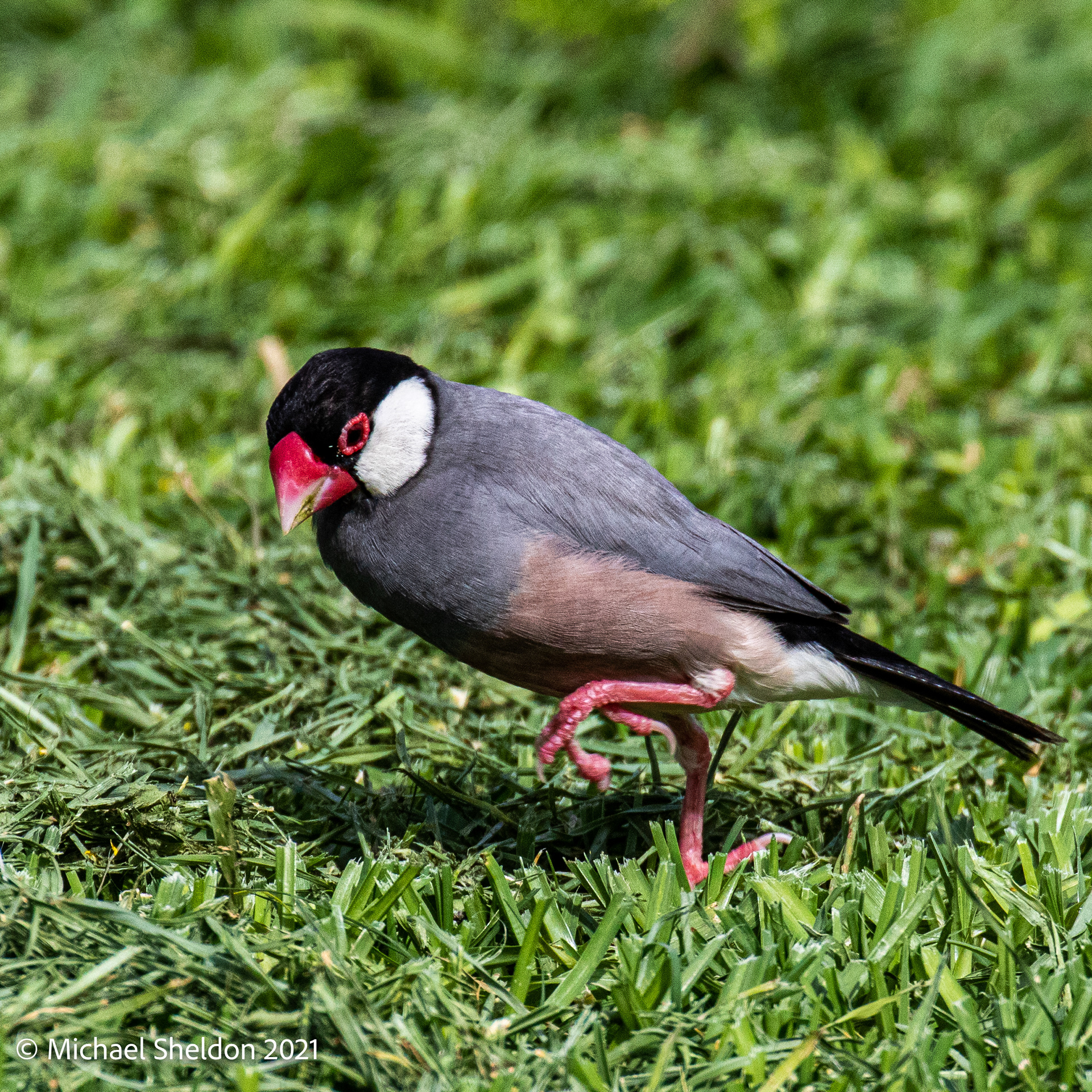 Java Sparrow
