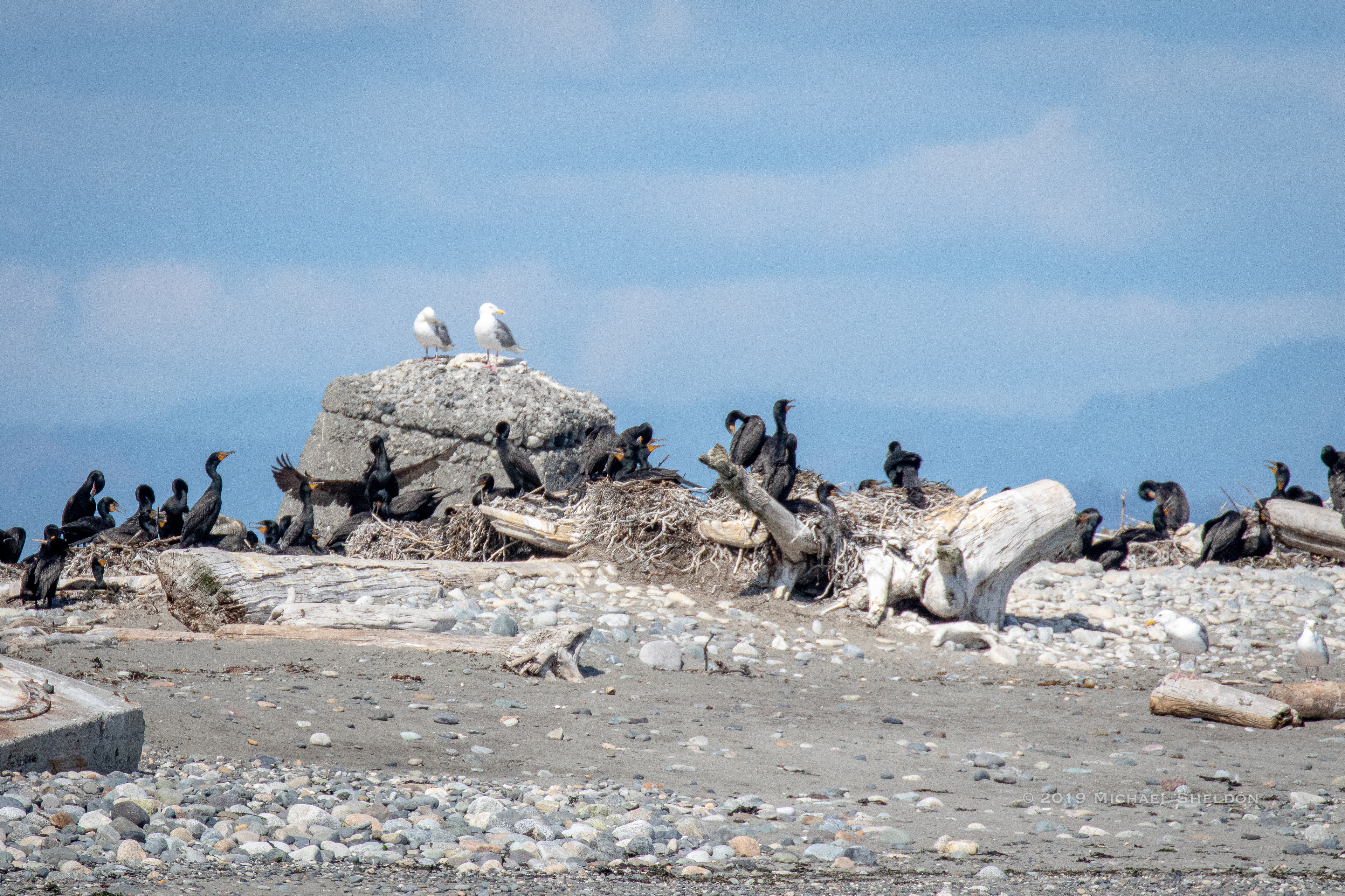 Black & White: Cormorants & Gulls
