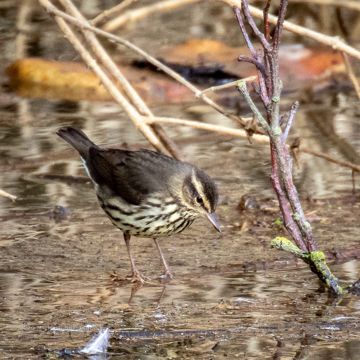 Northern Waterthrush--Fir Island