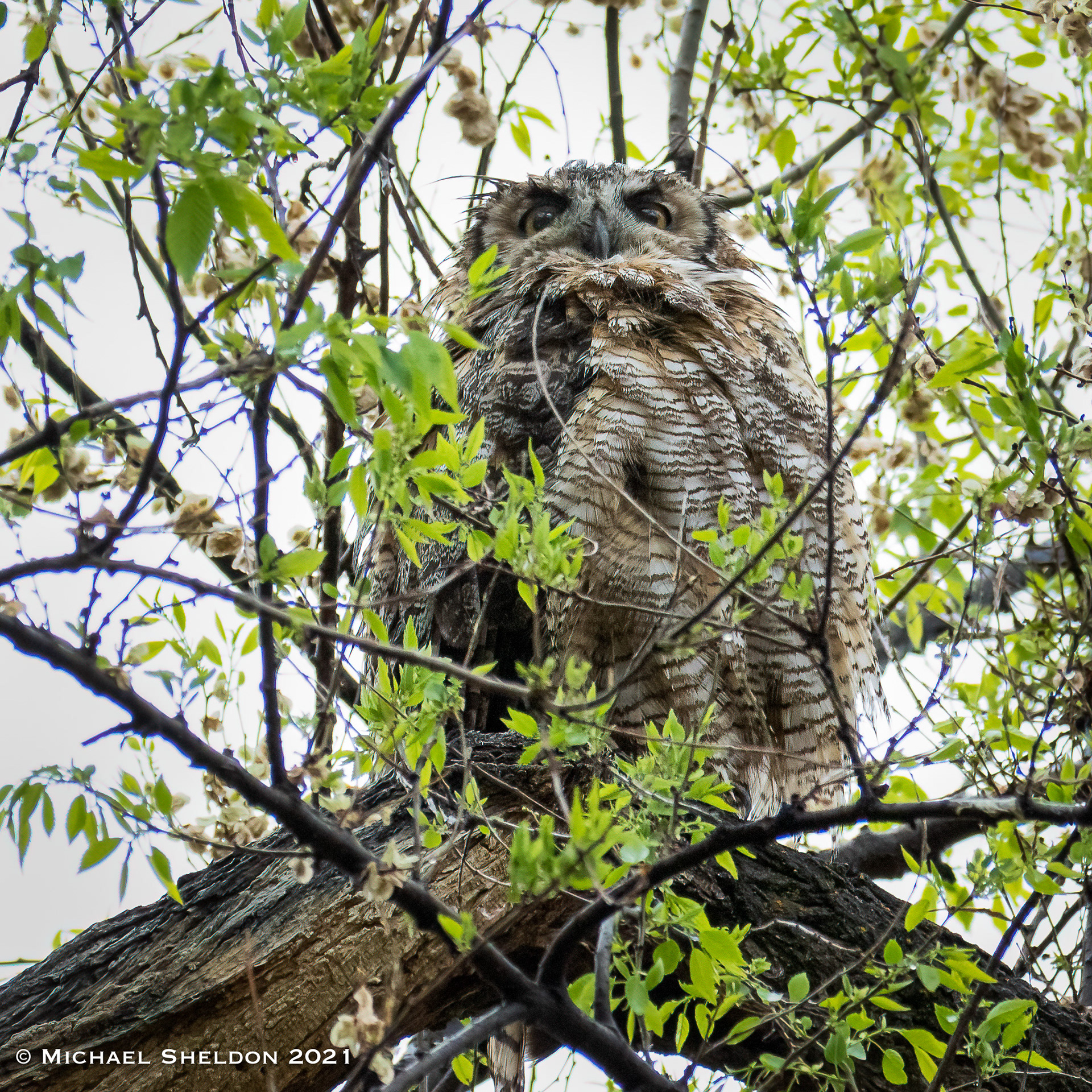 Great Horned Owl
