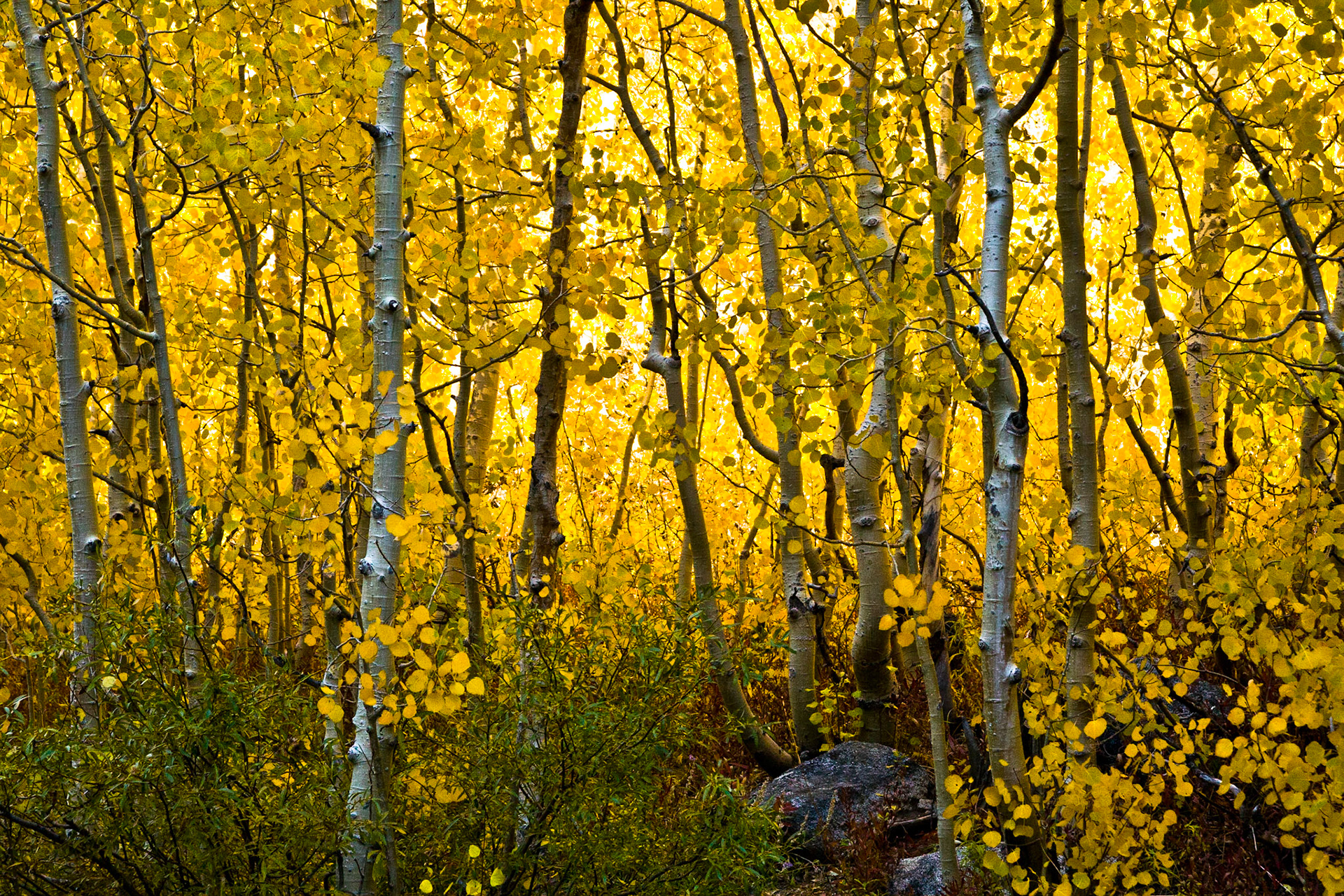 Aspen Grove