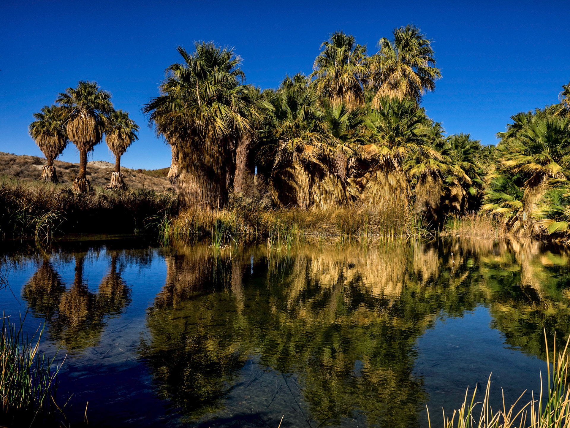 Thousand Palms Oasis