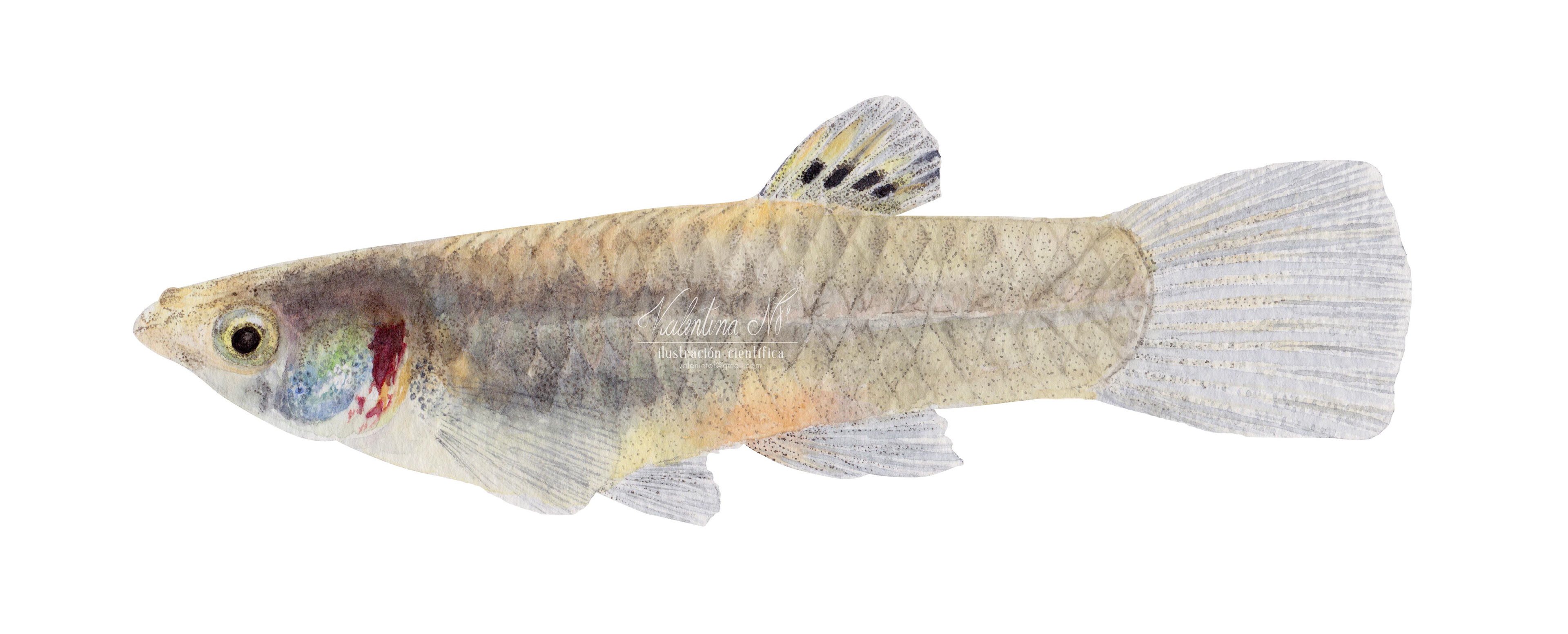 Pseudopoecilia fria (hembra)