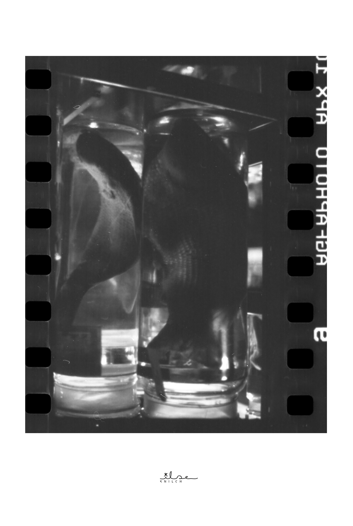 Fische-im-Glas-10x15