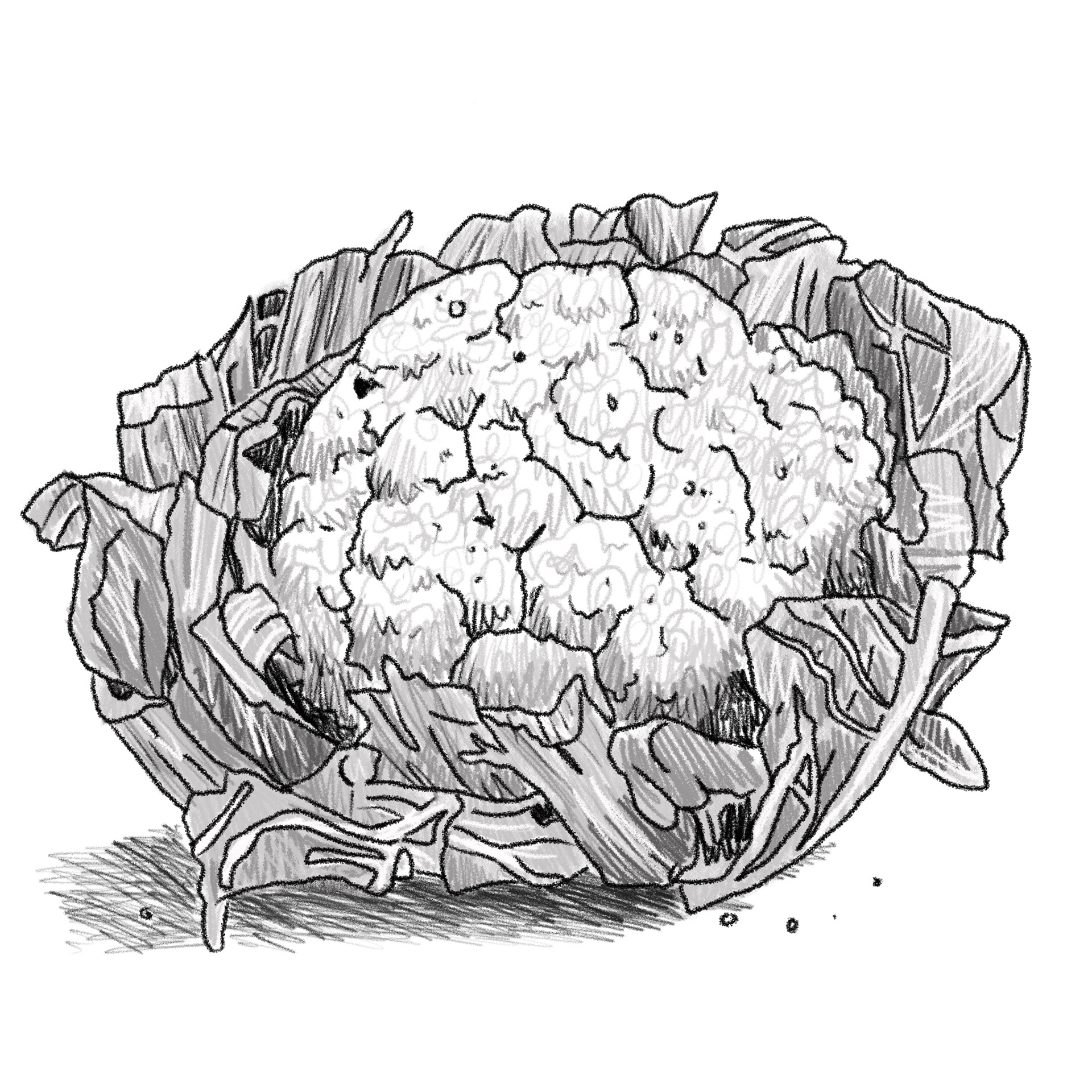 Cauliflower