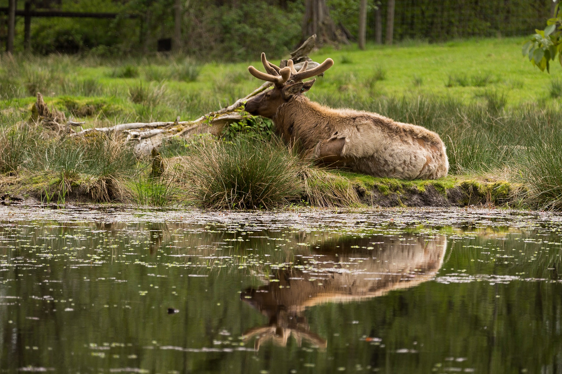Caribou. Vancouver, BC