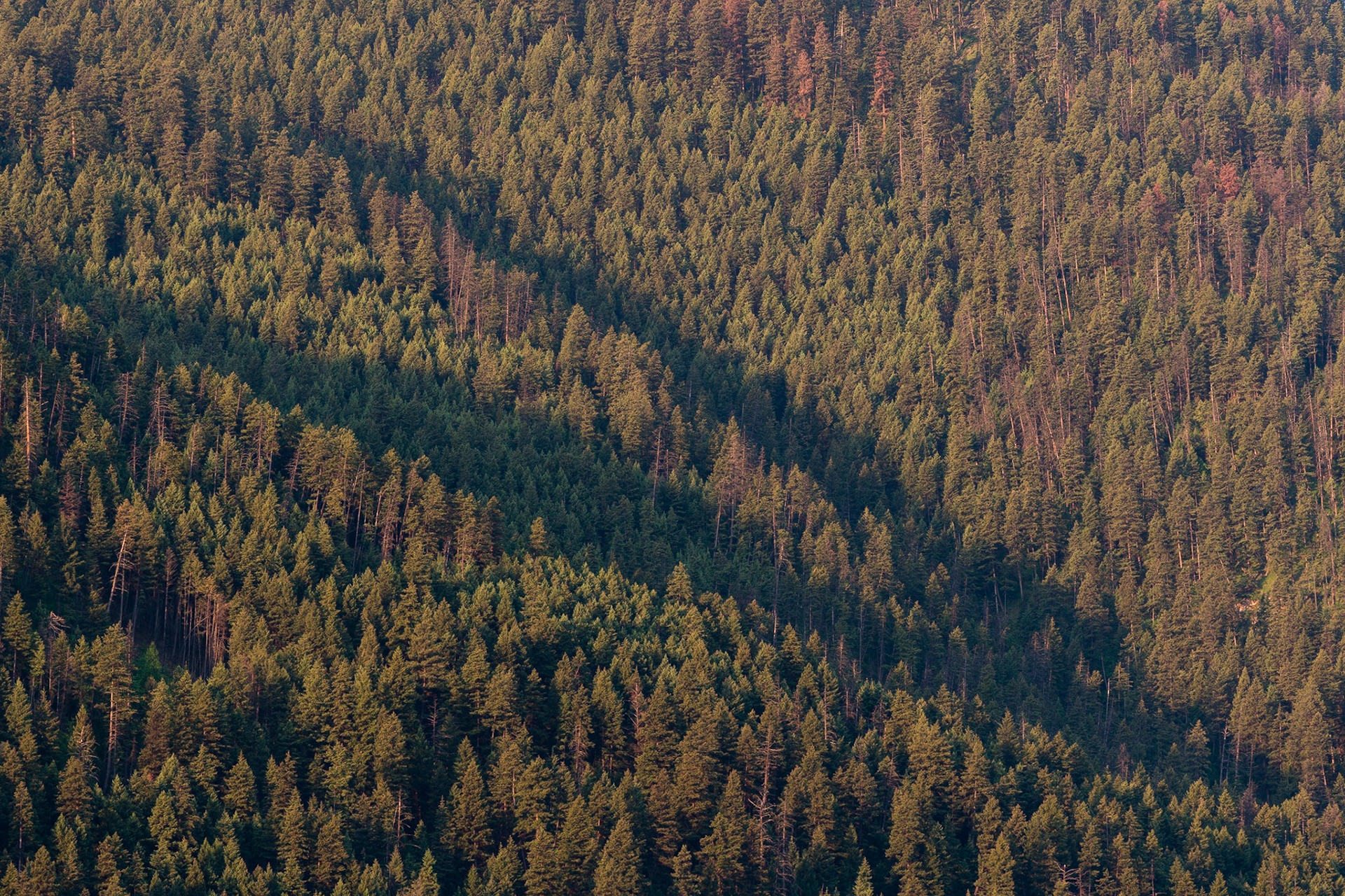 Forest, Paul Lake, near Kamloops BC