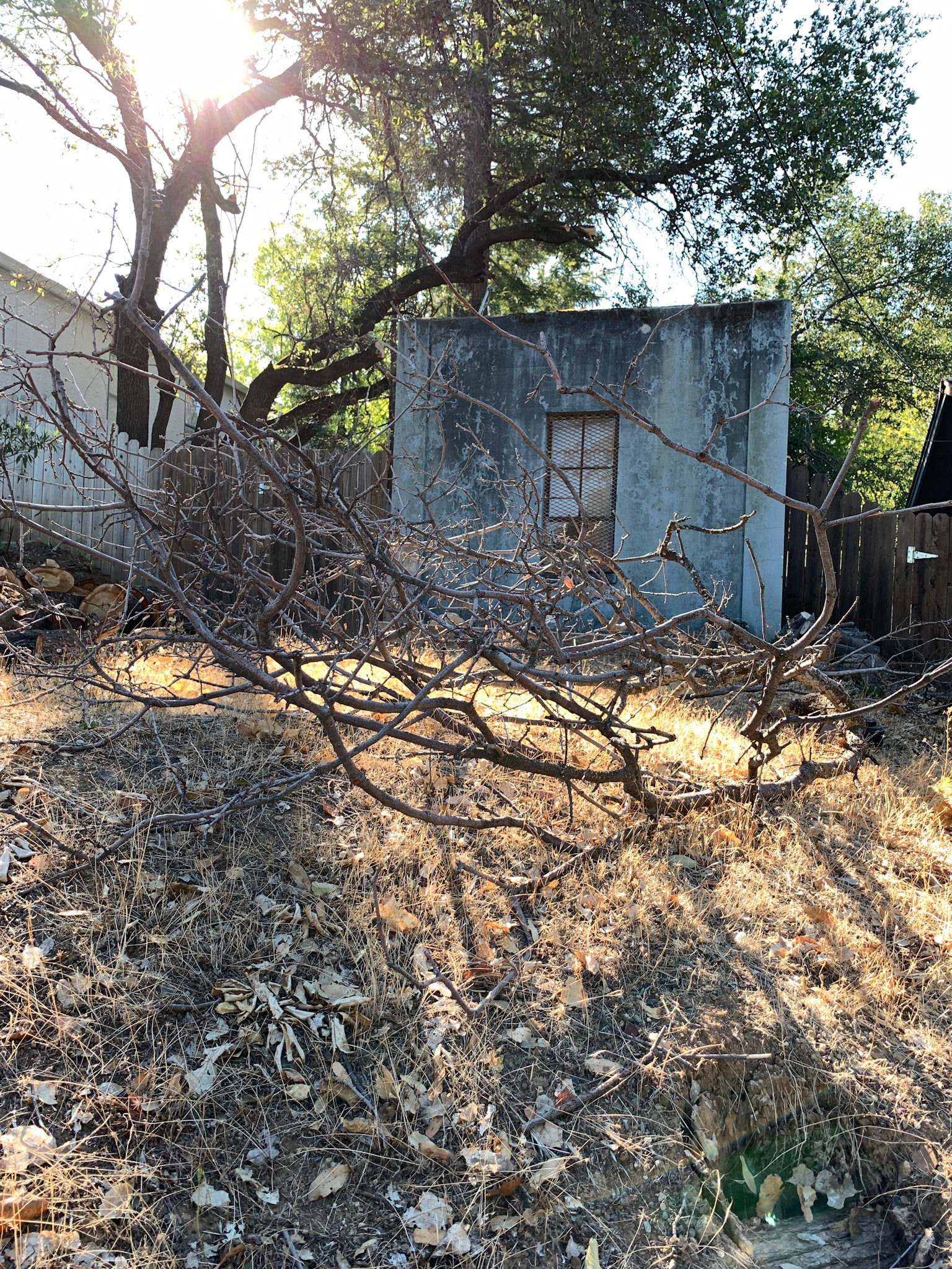 Shed on Walnut Street