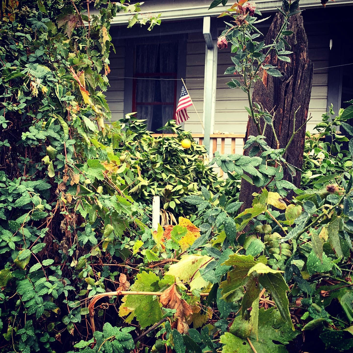 Front Yard Patriotism