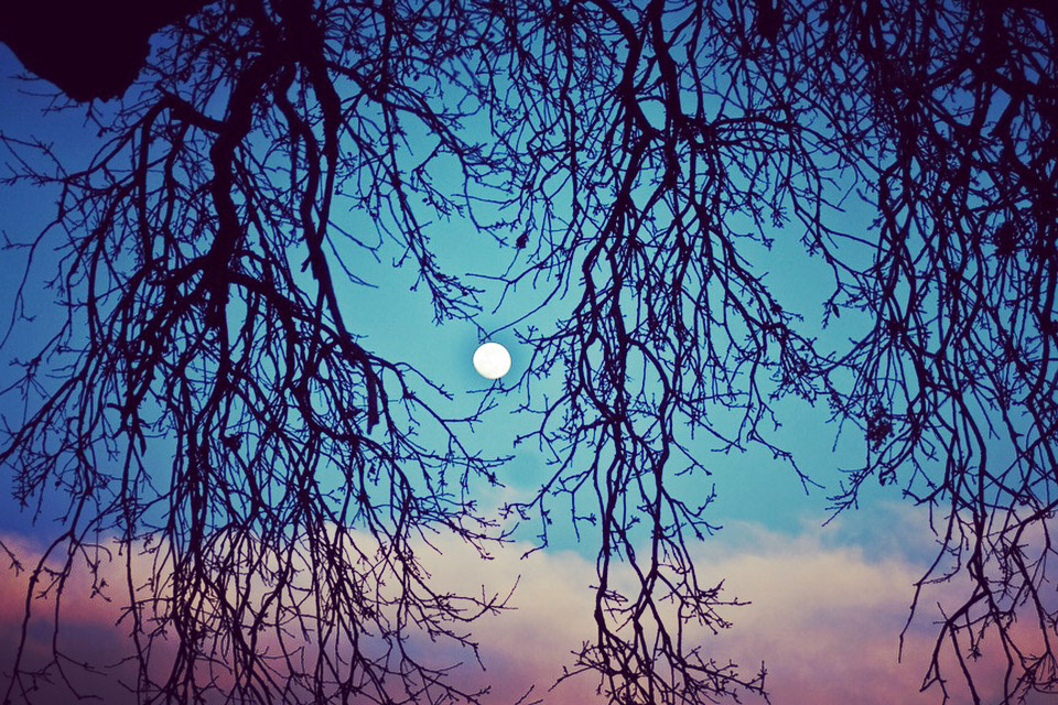 Full Moon after Morning Storm, Woodland