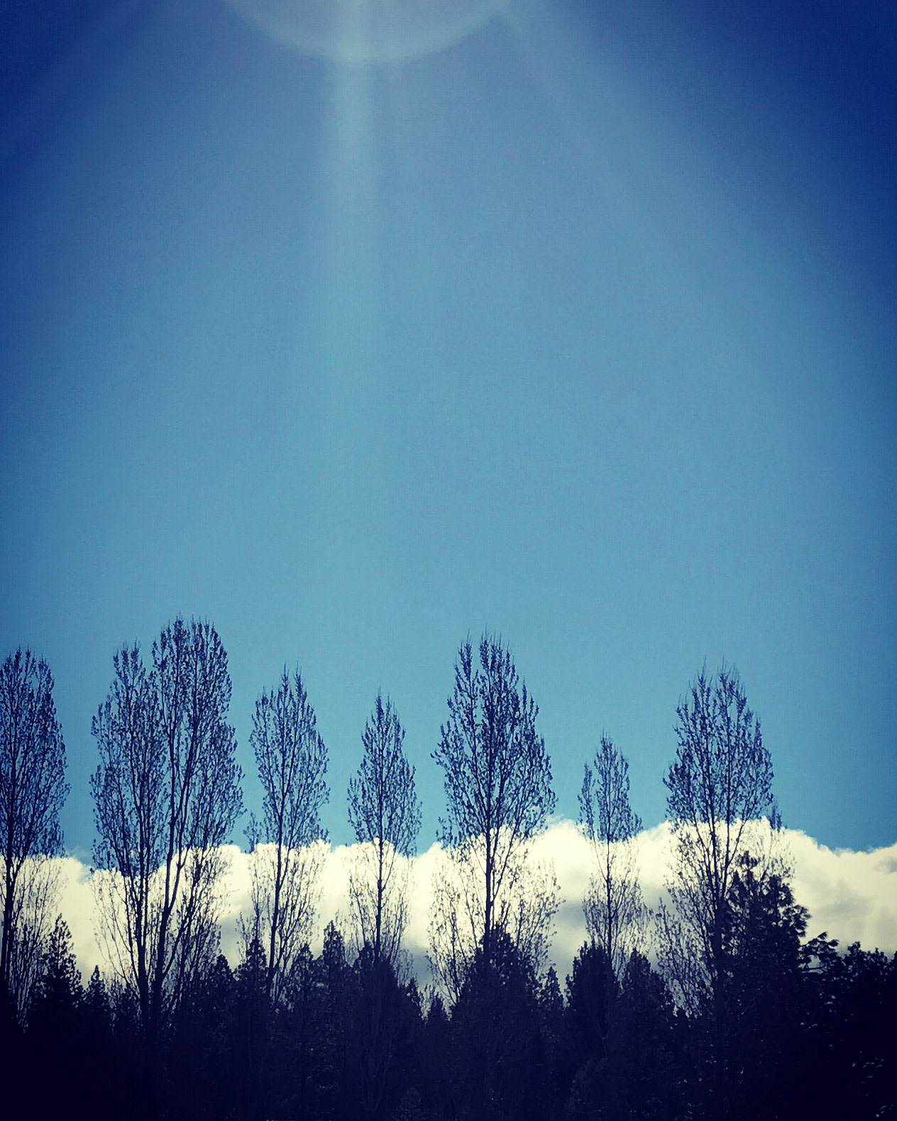 Poplars and Clouds