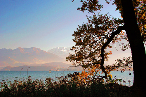 Leaning tree at edge of Lucerne, Switzerland harbour; UA-92916515-1
