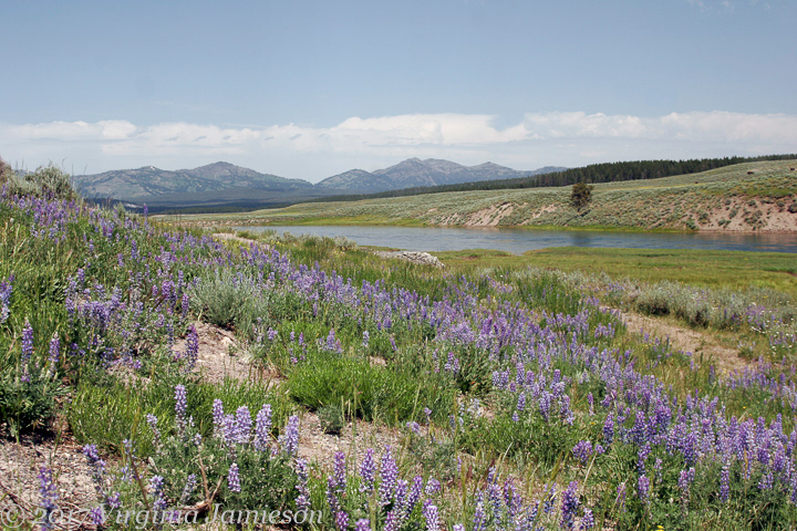 Lupins and Bison in the landscape at Yellowstone NP; UA-92916515-1