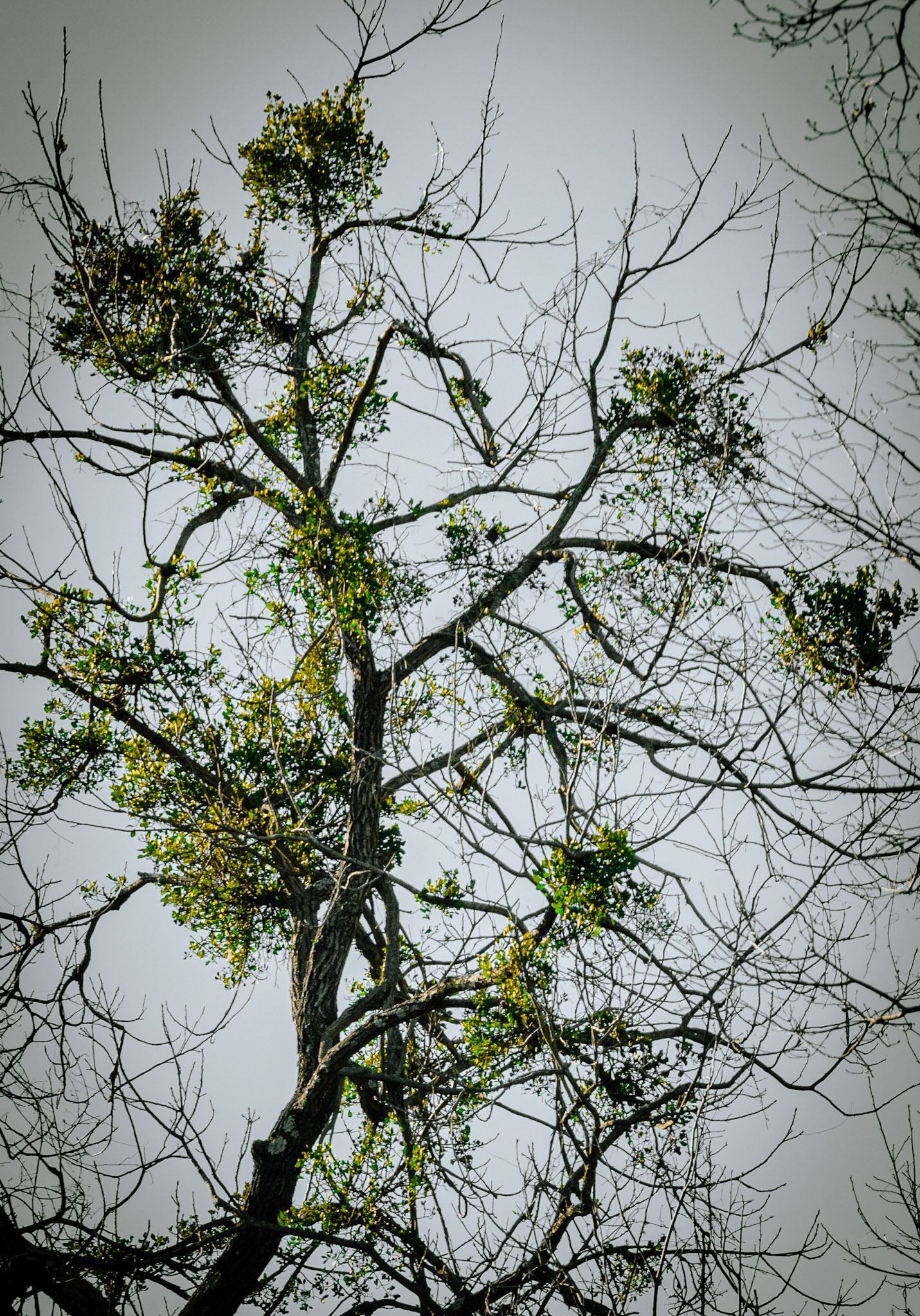 Winter Green (c) 2020 Jim Worthington All Rights Reserved