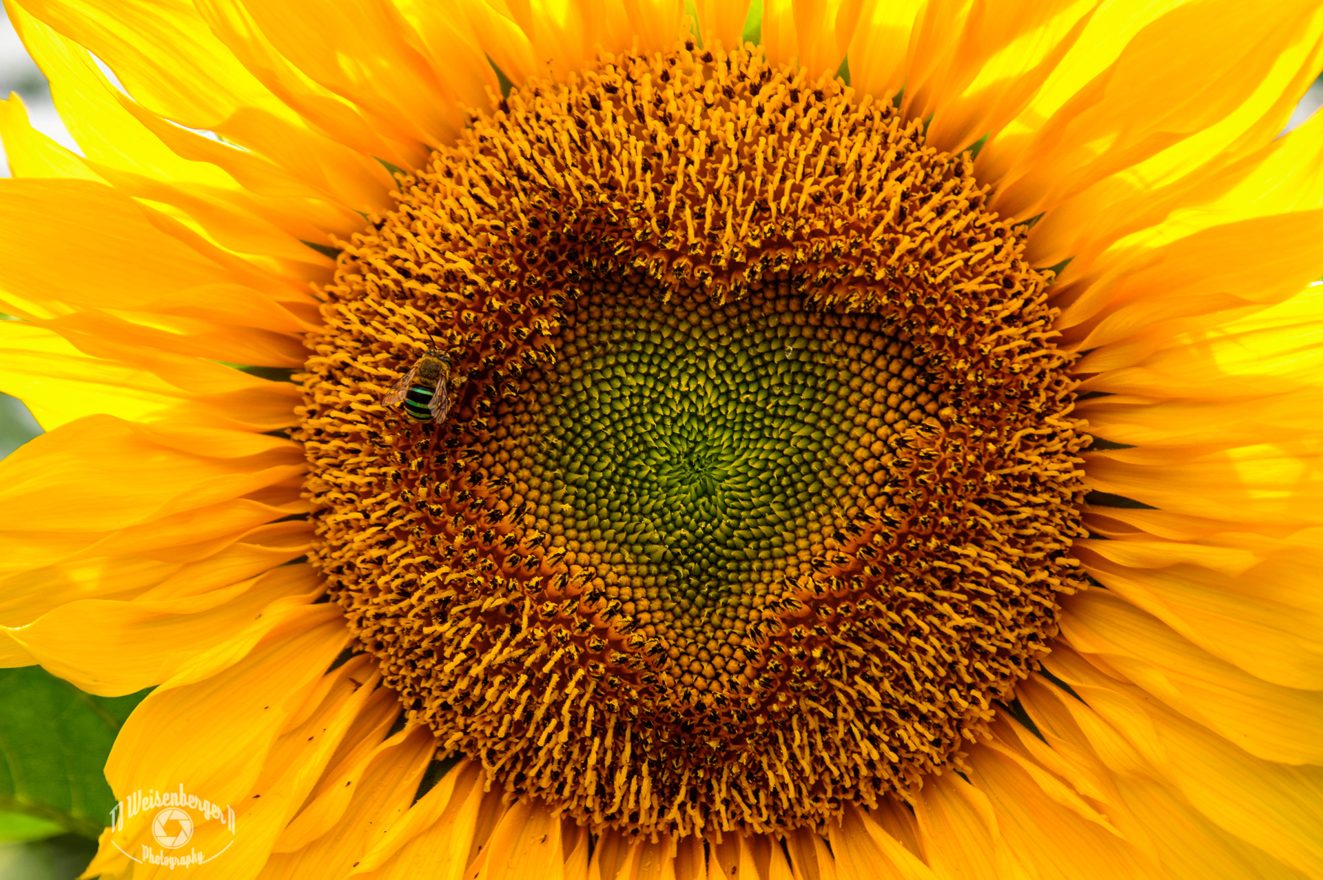 Blue-Banded Bee on a Sunflower with a Heart Shape - Central Bali, Indonesia; Angsri; Animal; Asia; Bali; Banded; Bee; Blue; Blue-Banded; Environment; Flowers & Plants; Green; Heart Shape; Honey; Indonesia; Island; Photography; Planet Earth; Scenics - Nature; Southeast Asia; Spring; Summer; Sunflower; Travel; Travel Destinations; Tropical; Tropical Climate; Yellow; fauna; flower; flying; nature; outdoors; pollen; southeast; wild; wildlife; wildlife photography; T.J.; TJ; Weiseberger