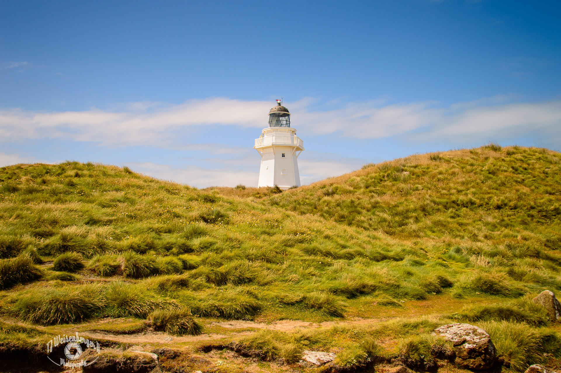 Waipapa Point Lighthouse in Grassy Knolls - South Island, New Zealand; Architecture; Balcony; Beacon; Blue; Building Exterior; Built Structure; Clear Sky; Coastline; Direction; Famous Place; Grass; Horizontal; Landscape - Scenery; Lighthouse; Nautical Equipment; New Zealand; No People; Old; Photography; Point; Scenics - Nature; Sea; Sky; South; South Island New Zealand; Sunny; The Catlins; The Catlins - New Zealand; Tourism; Tradition; Travel; Waipapa; Waipapa Point; White Color; beach; outdoors; TJ; Weisenberger