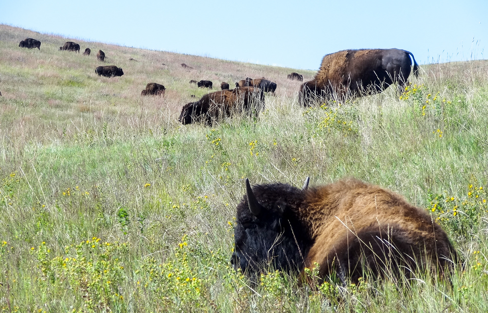 S Dakota Buffalo