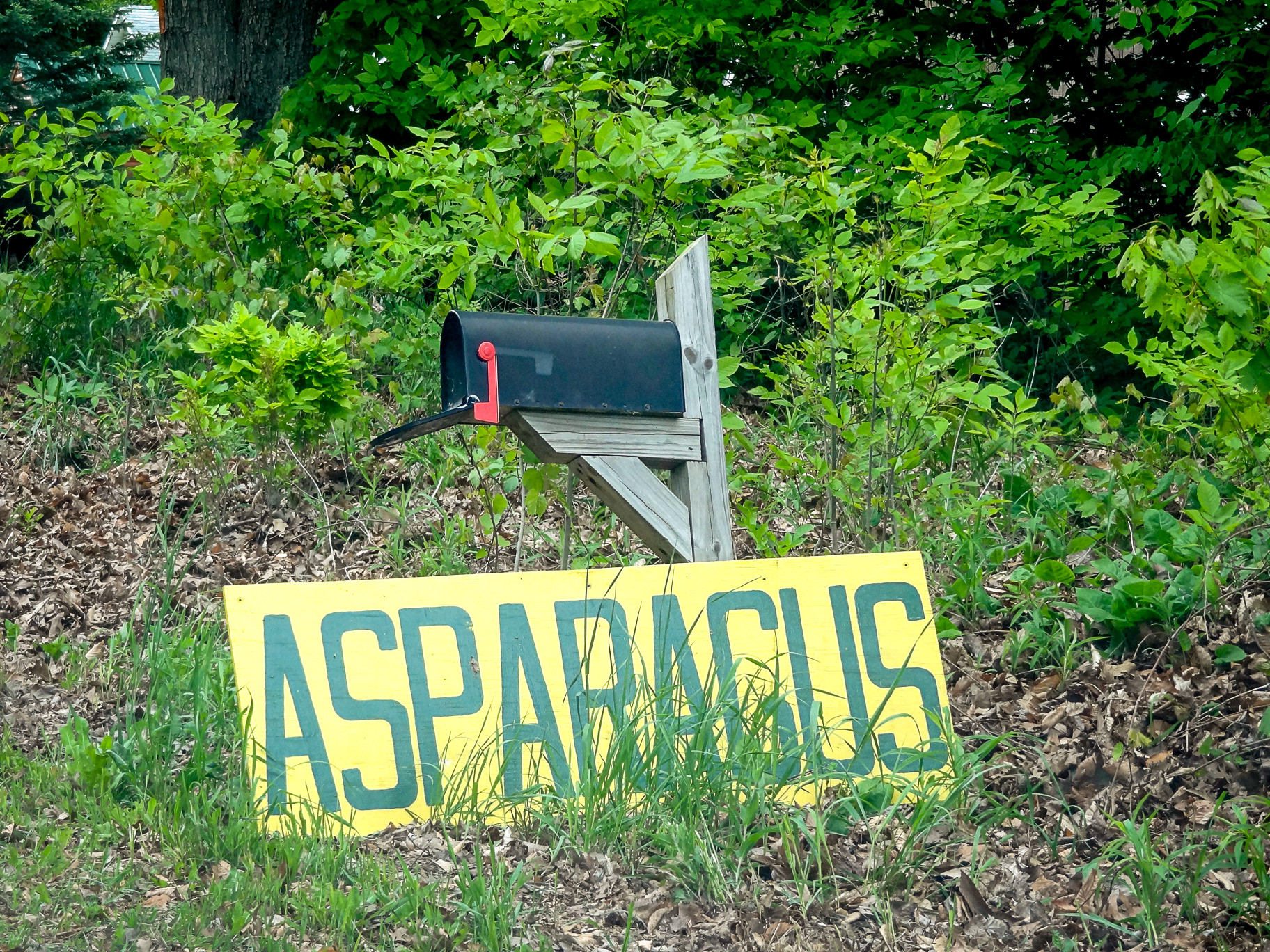 Michigan, Asparagus land