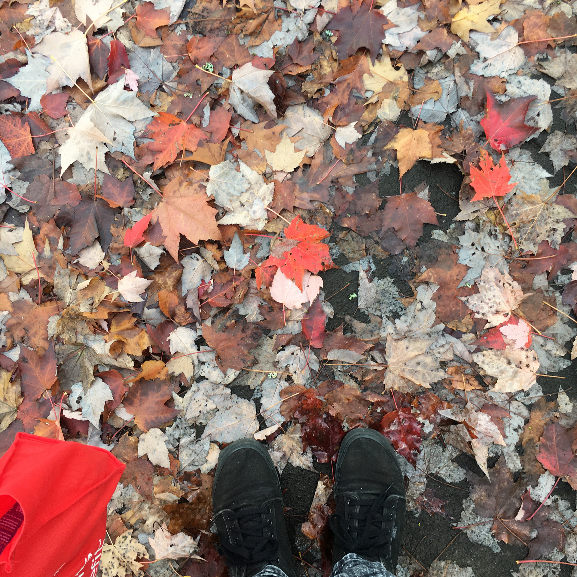 'Leaves and Leaves' - 2018