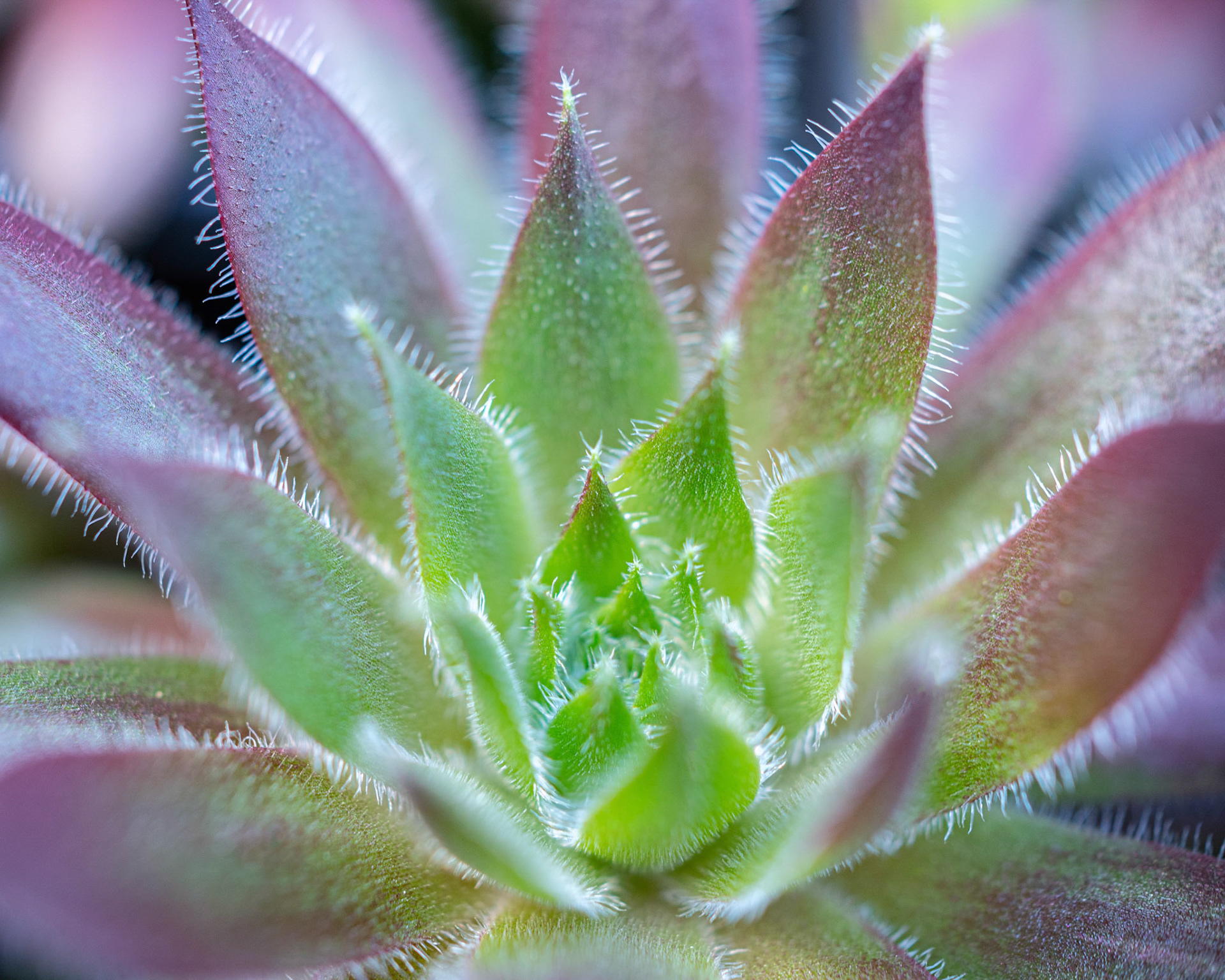 Sempervivum