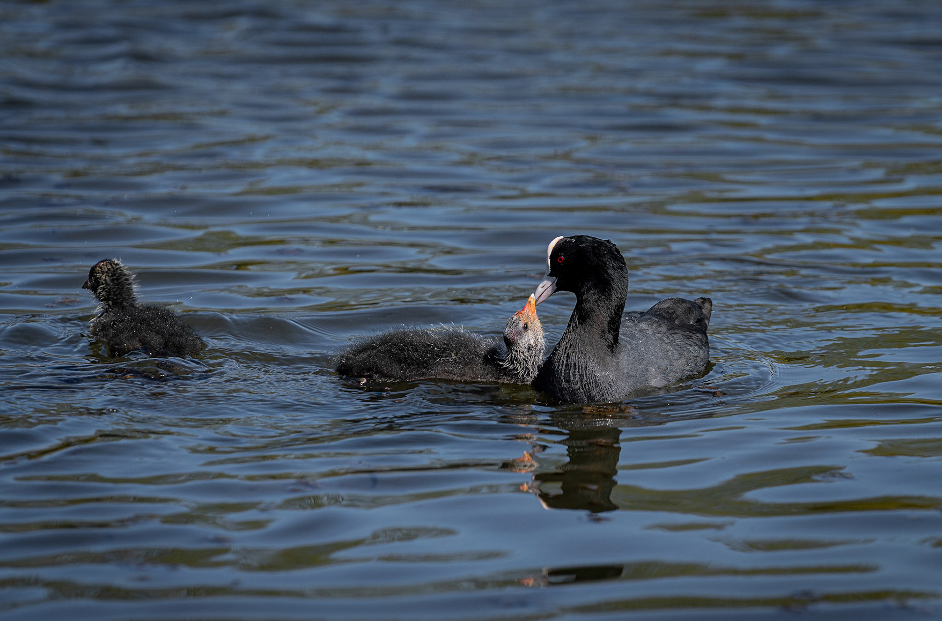 Moorhen feeding